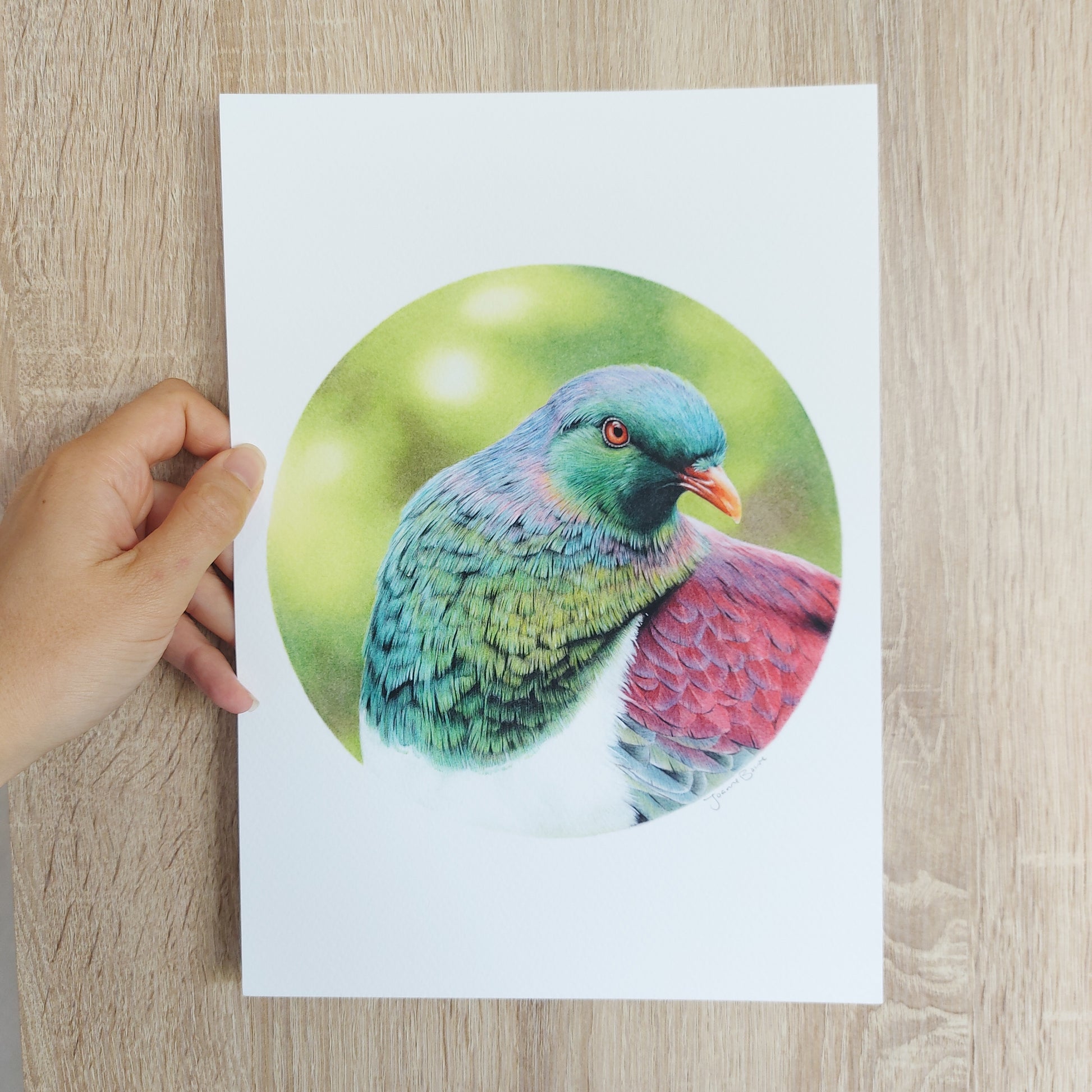 Detail of coloured pencil artwork showing feather texture and form of a kererū.