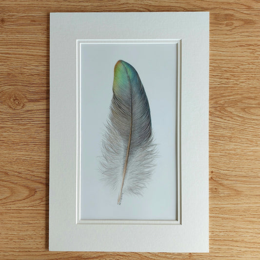 Original coloured pencil artwork of a kererū feather, showing subtle iridescent tones.
