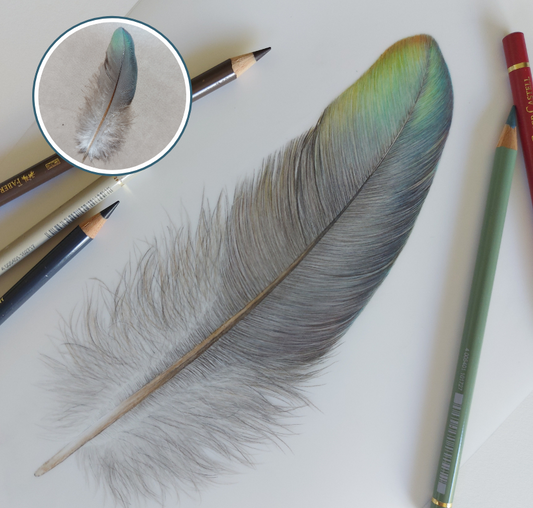Close-up detail of the coloured pencil drawing, showing the layered colour and texture of the kererū feather.