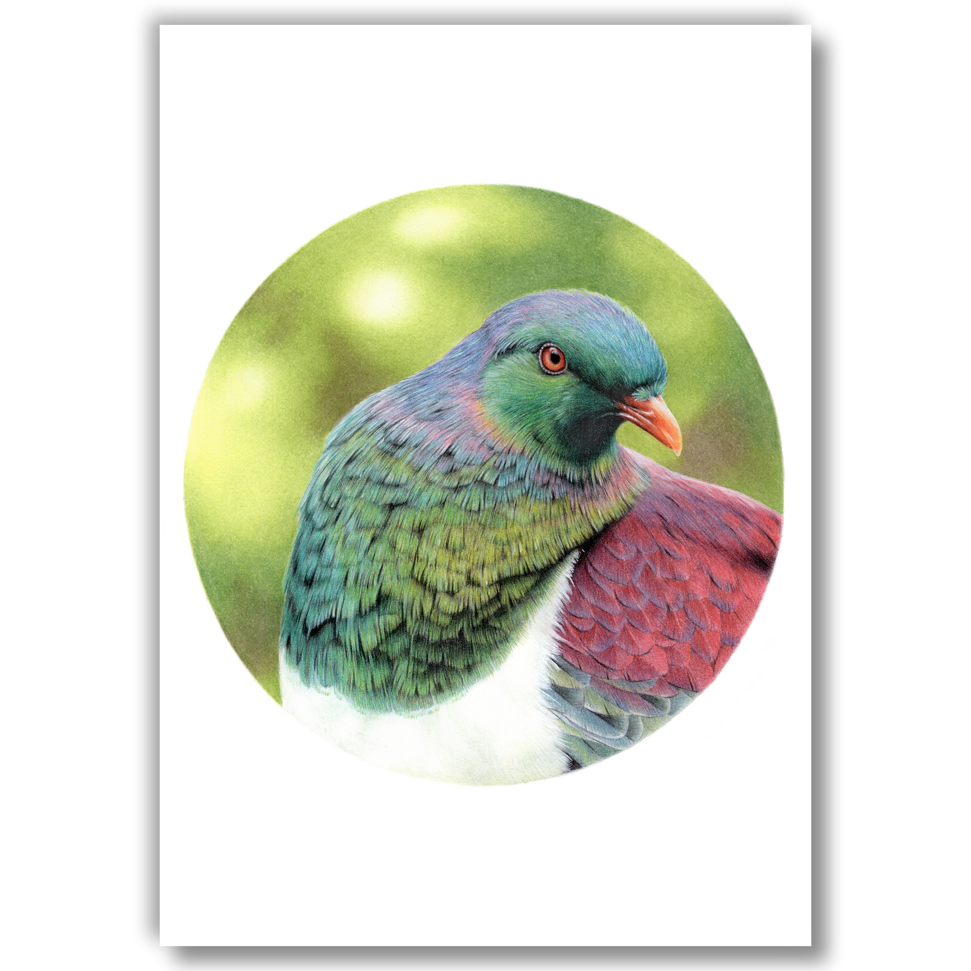 Open edition fine art print of a kererū, reproduced from an original coloured pencil drawing.