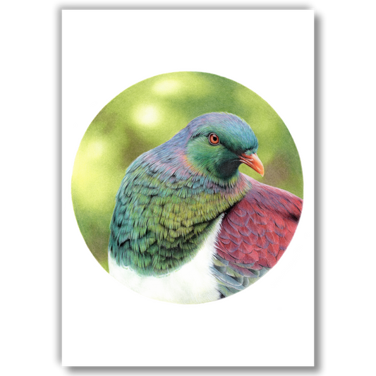 Open edition fine art print of a kererū, reproduced from an original coloured pencil drawing.