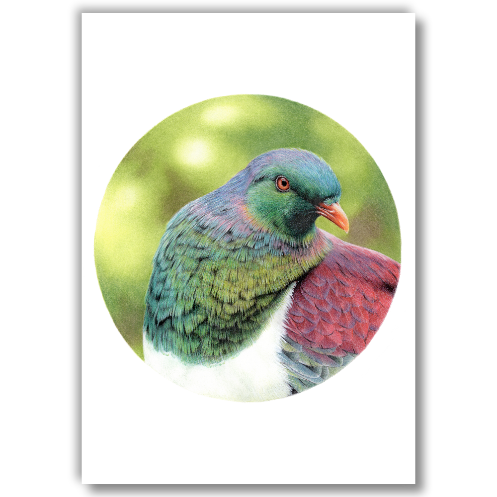 Kereru — Open Edition Art Print (Studio Clearout)