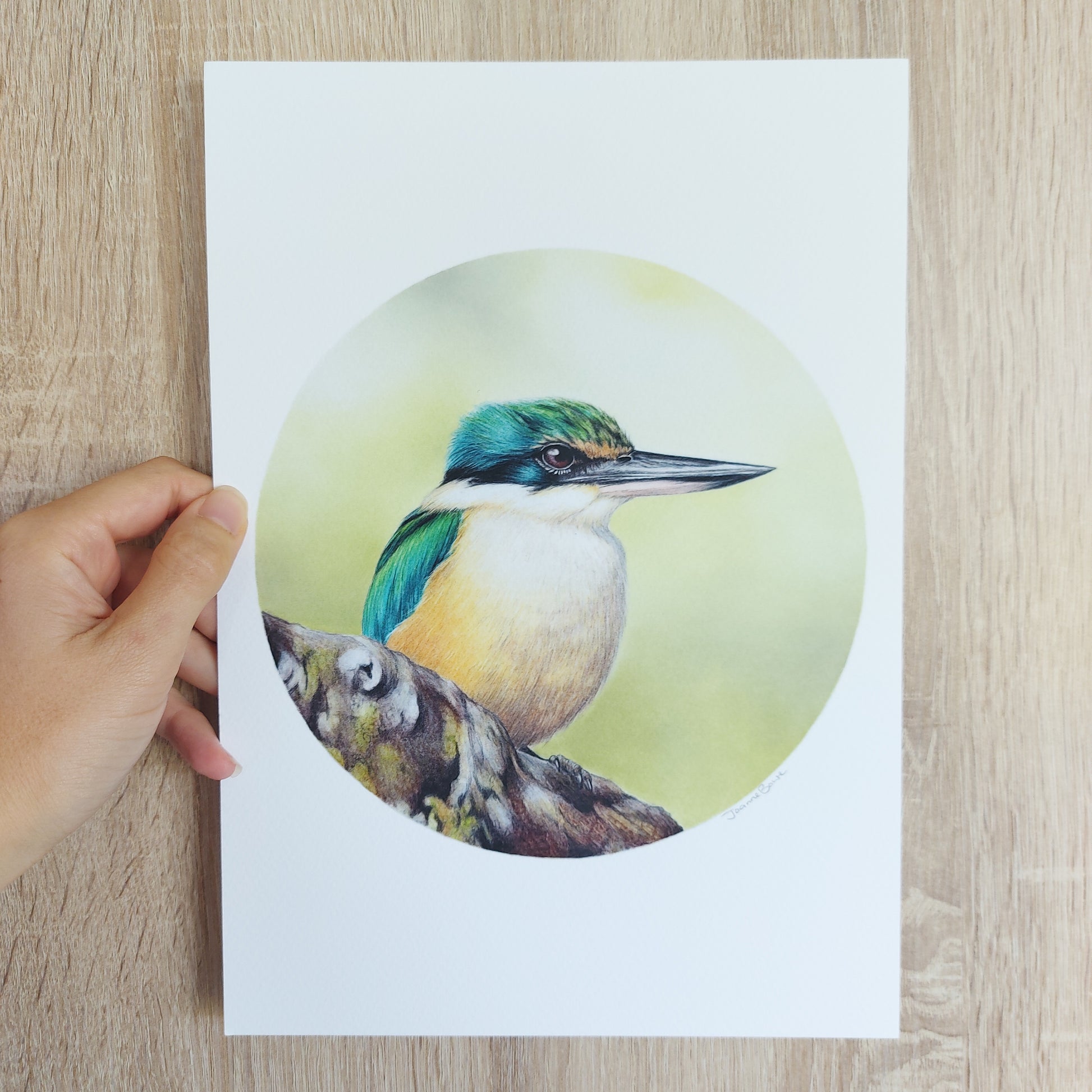 Detail of coloured pencil artwork showing feather texture and form of a kingfisher.