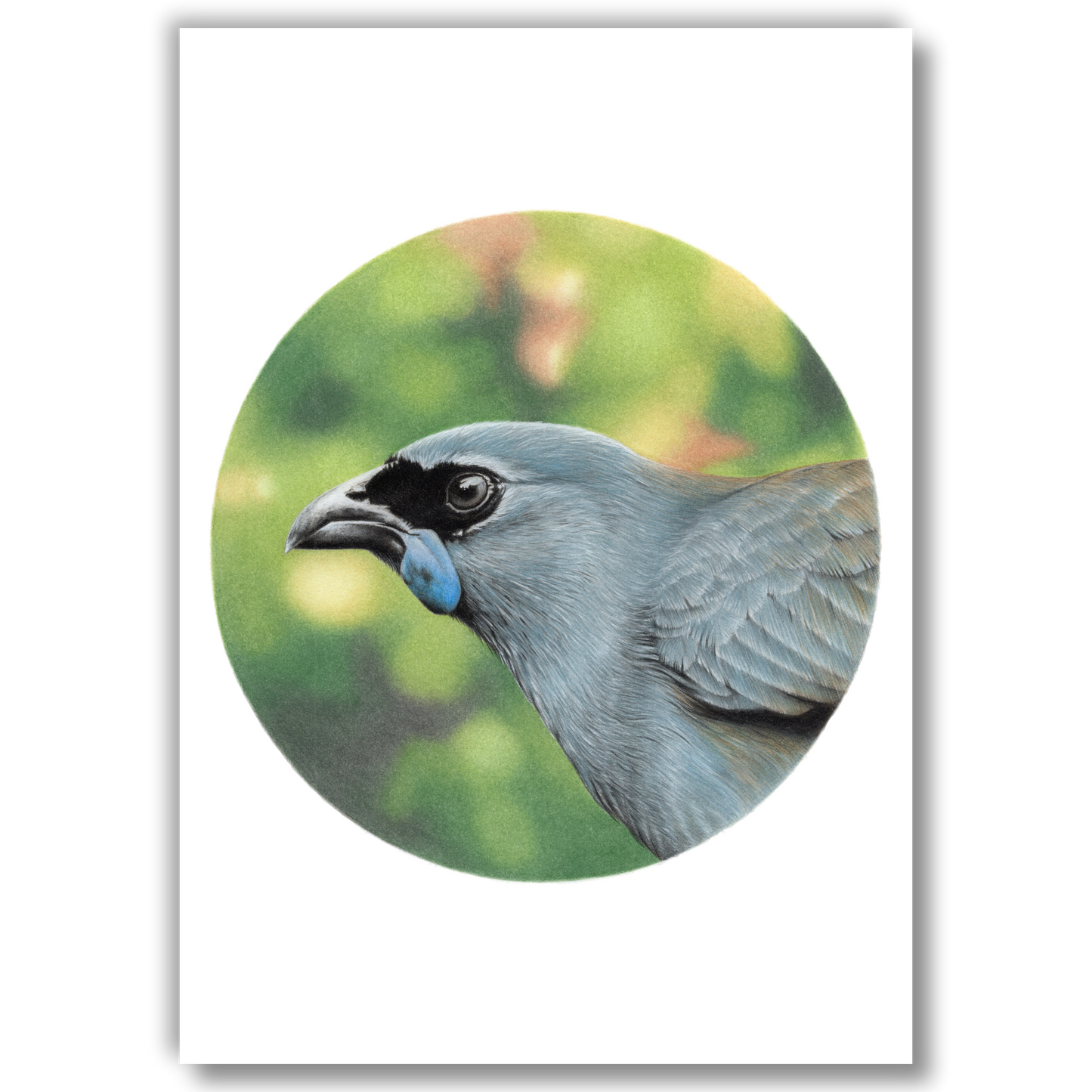 Open edition fine art print of a kōkako, reproduced from an original coloured pencil drawing.