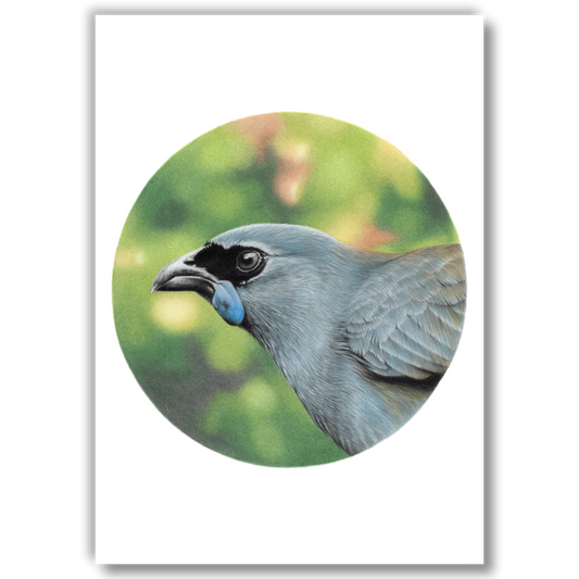 Open edition fine art print of a kōkako, reproduced from an original coloured pencil drawing.