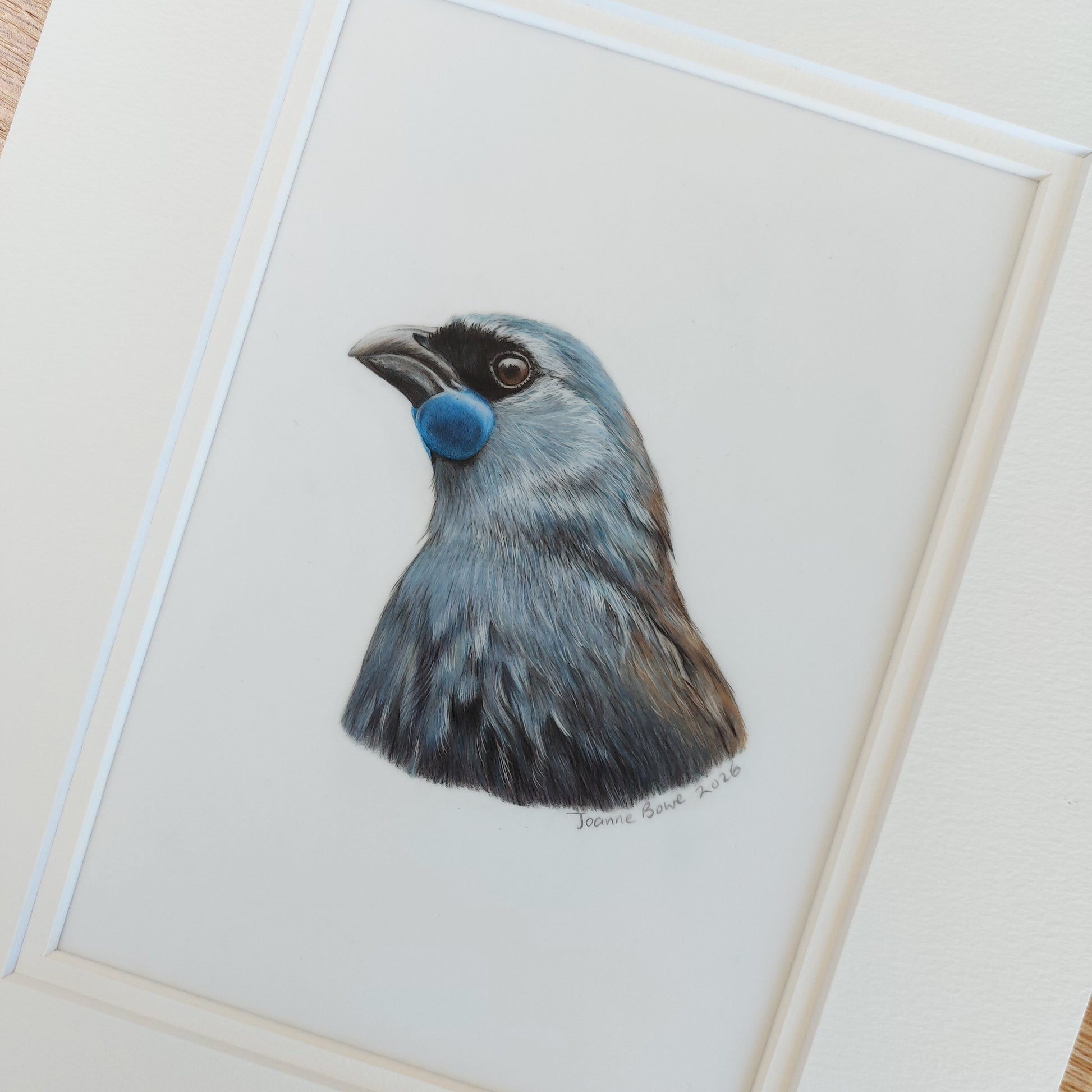 close up view of a coloured pencil drawing of a kokako