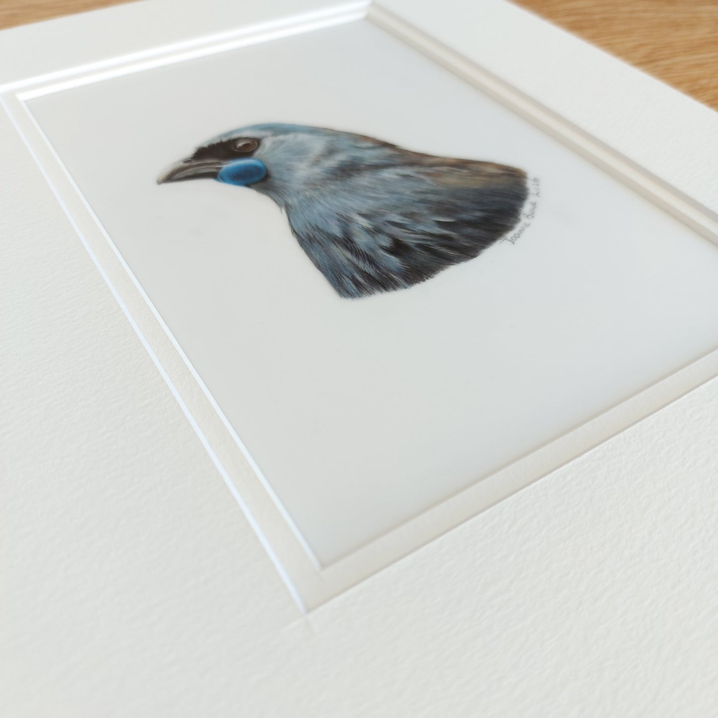 angled view of a kokako coloured pencil drawing by joanne bowe