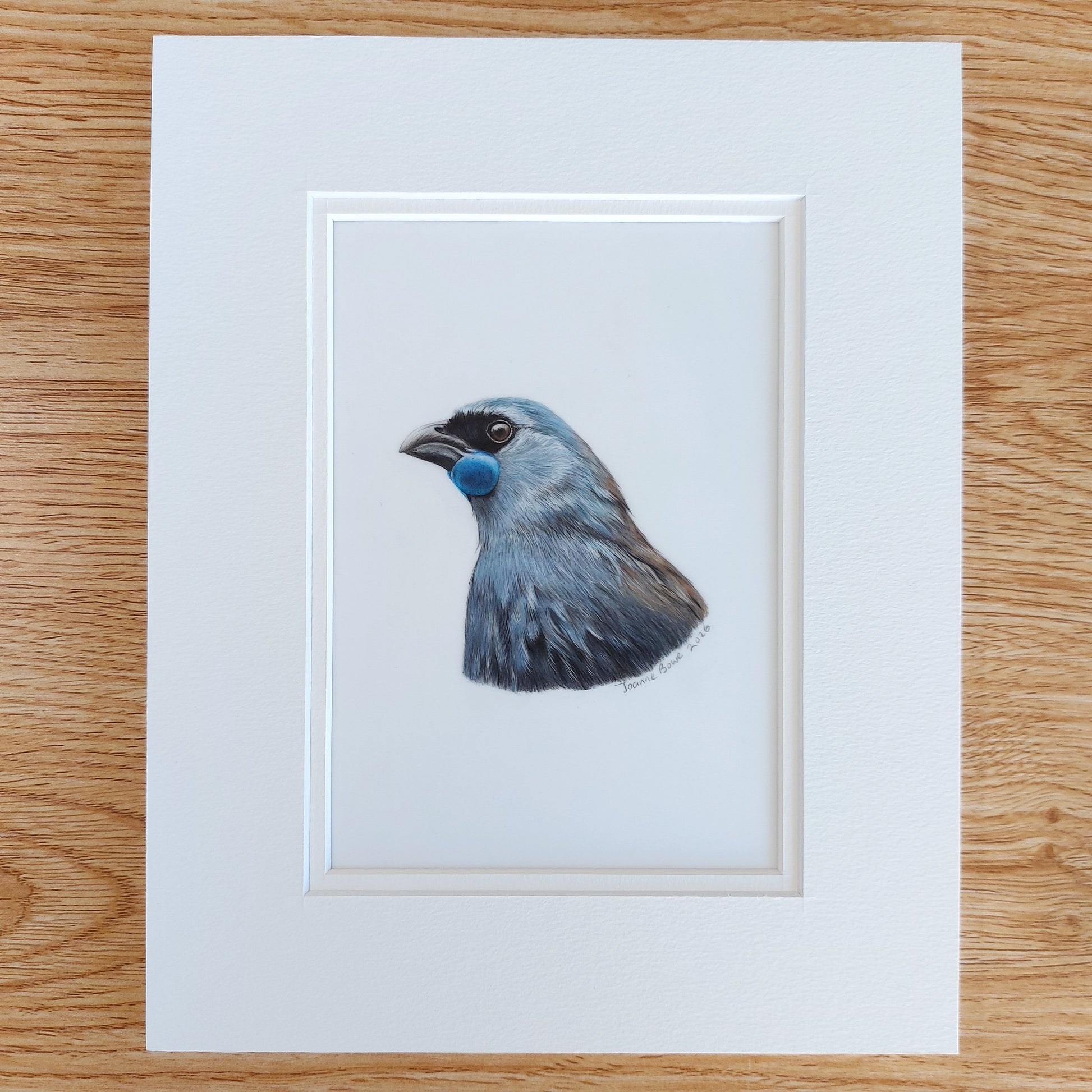 matted coloured pencil drawing of a kokako by joanne bowe