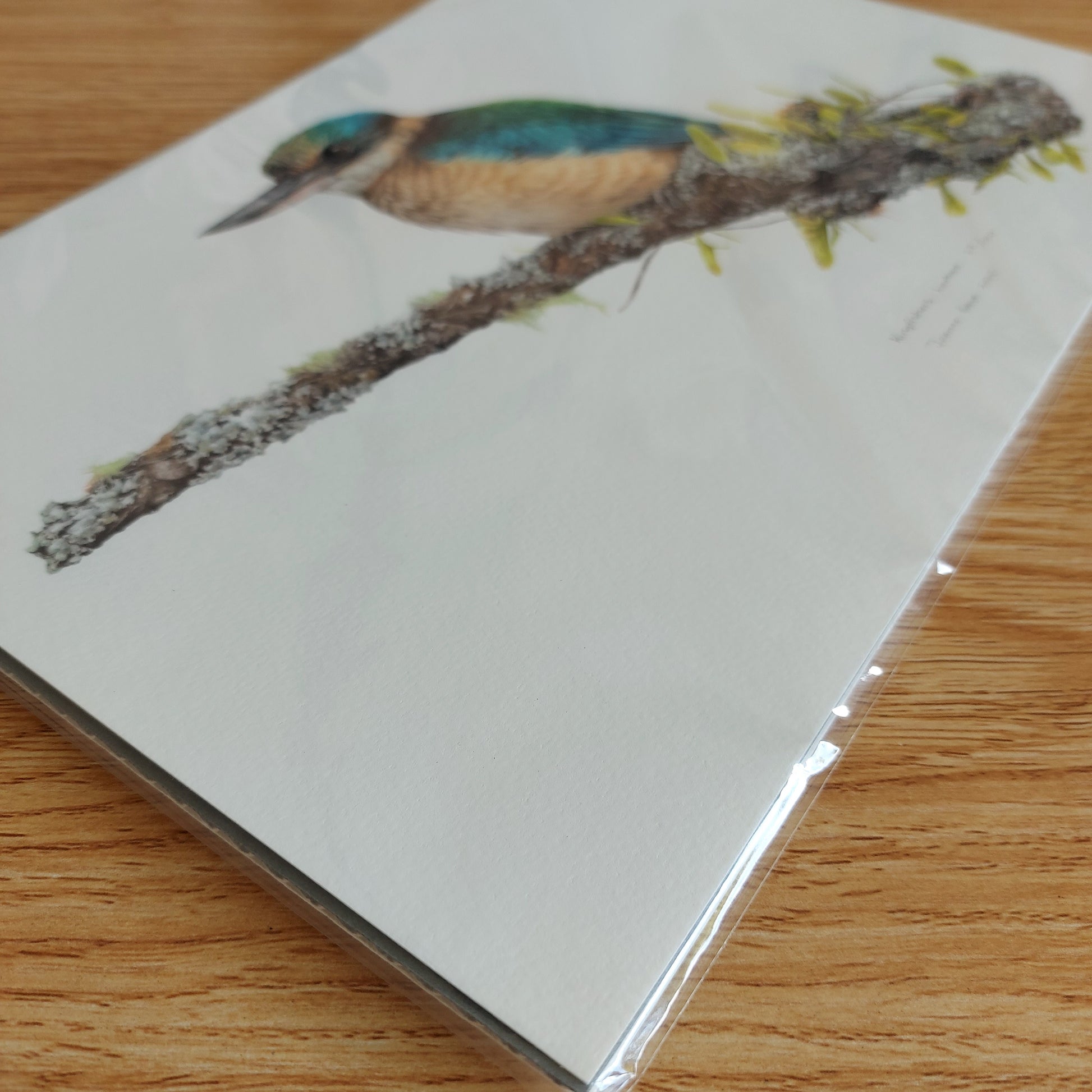 Kōtare (New Zealand kingfisher) art print packaged in clear sleeve and backing board