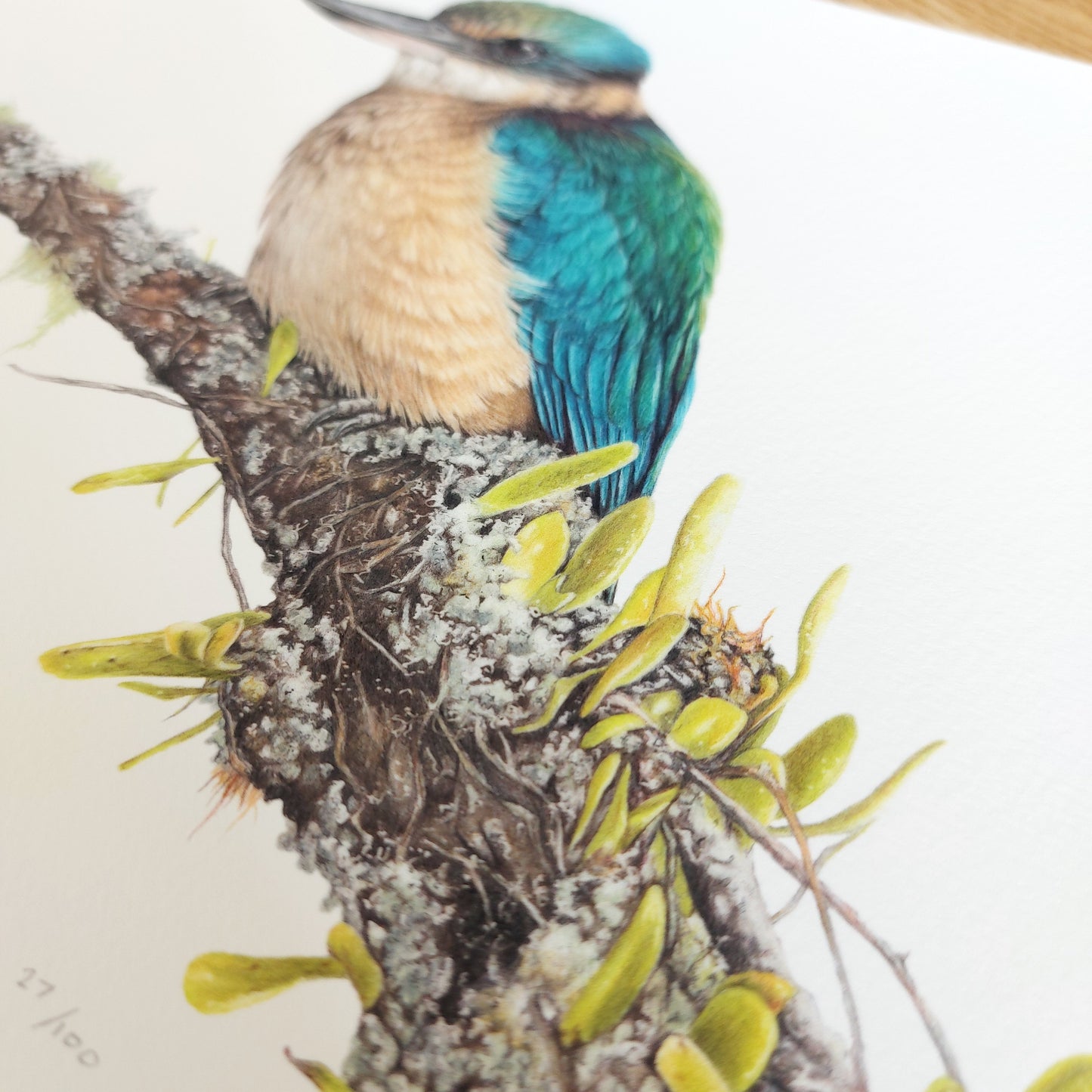 Detail view of the kōtare (New Zealand kingfisher) limited edition art print, showing coloured pencil texture and lichen detail on archival paper