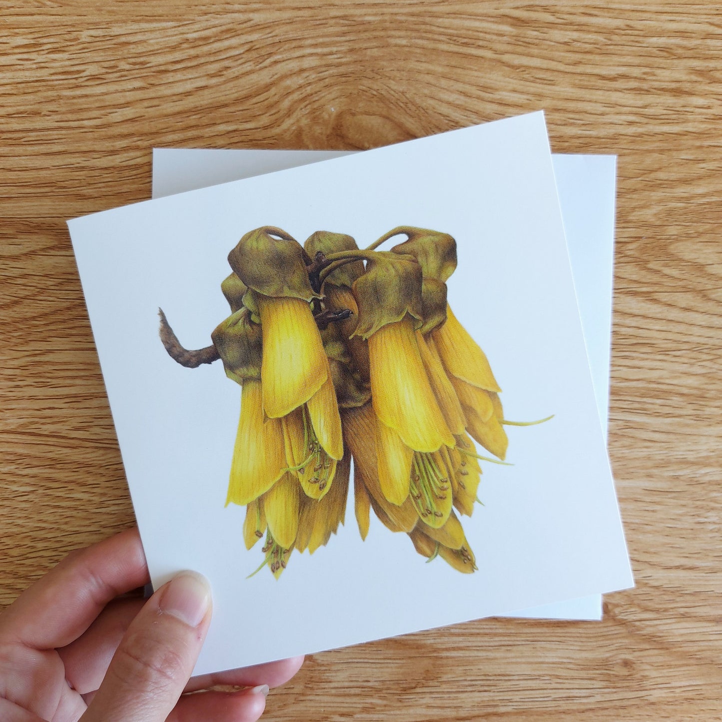 Greeting card featuring a coloured pencil illustration of New Zealand kowhai flowers