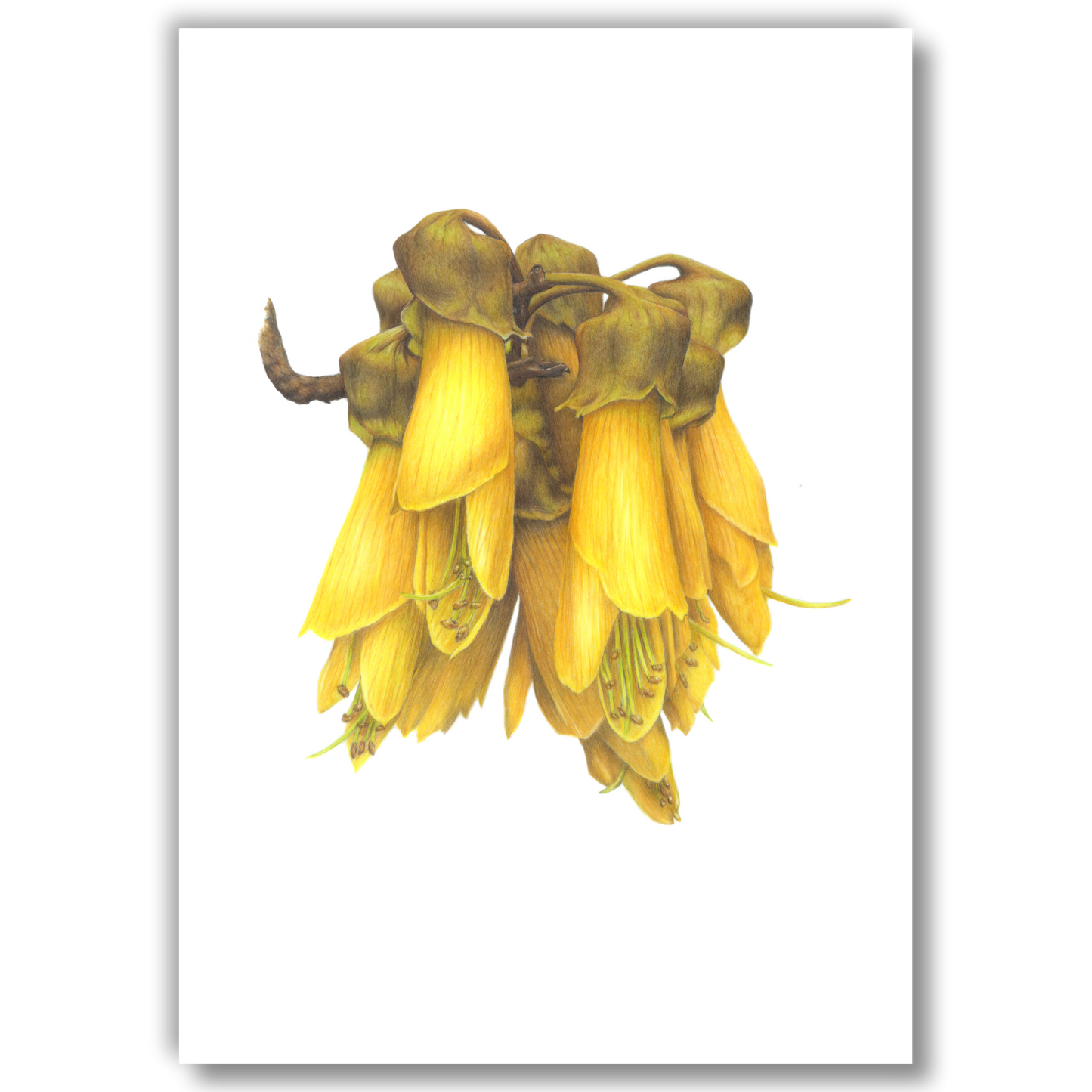 Open edition fine art print of kōwhai in bloom, reproduced from the original artwork by the artist.