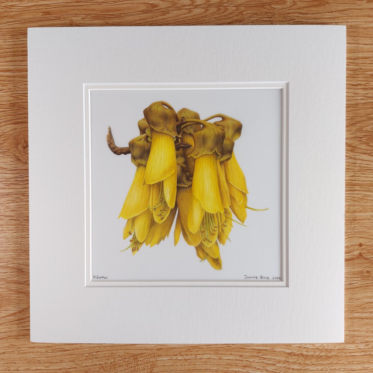 yellow kowhai flower original pencil drawing artwork by Joanne Bowe