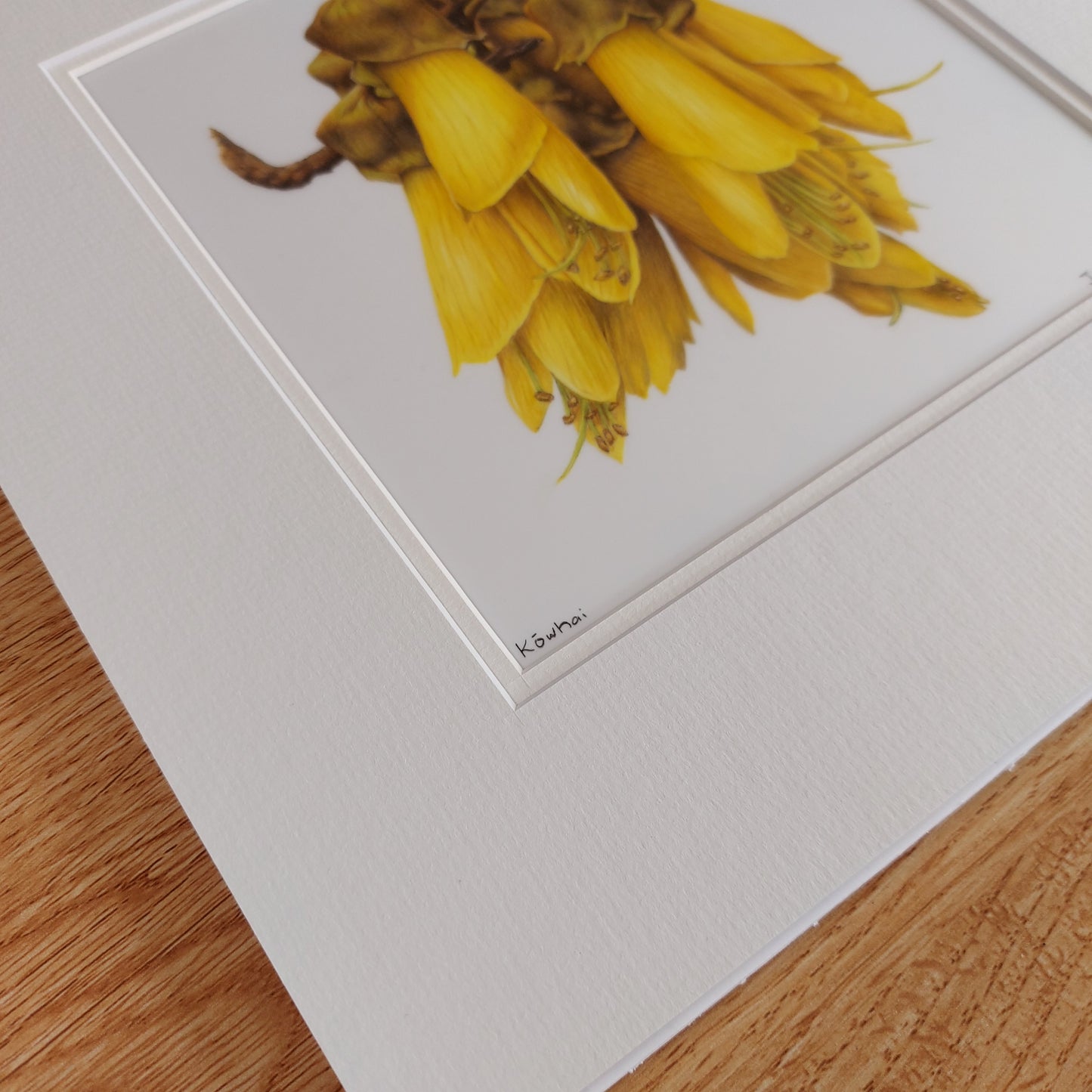 yellow kowhai flower original pencil drawing artwork by Joanne Bowe