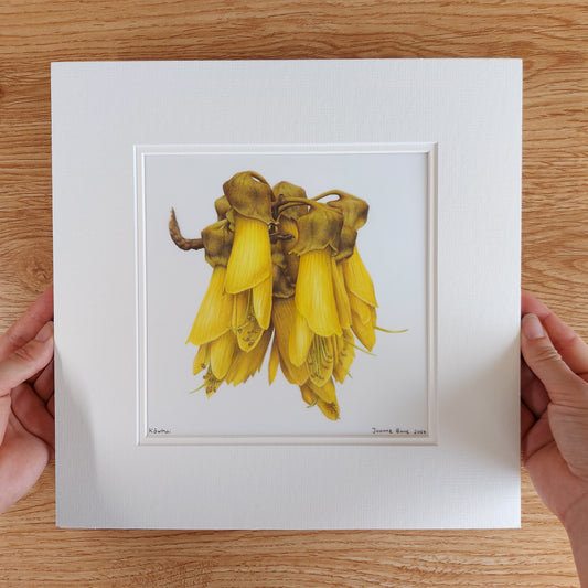 yellow kowhai flower original pencil drawing artwork by Joanne Bowe