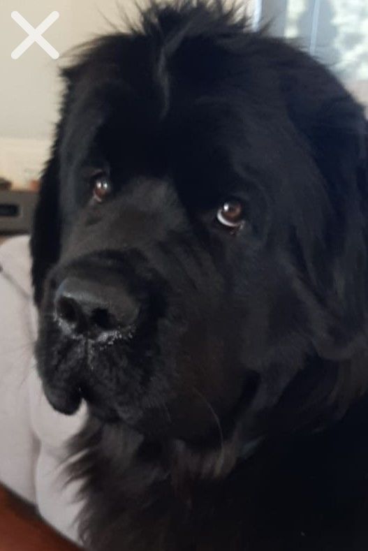 Pet reference photo of a black dog with softer focus and lower facial detail