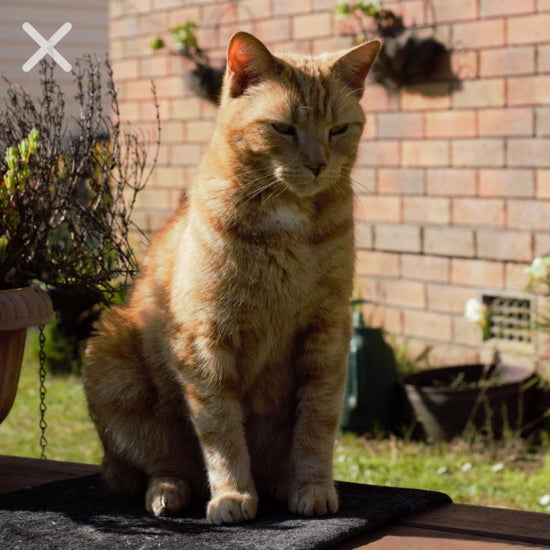 Cat reference photo with facial shadows and lower visible detail