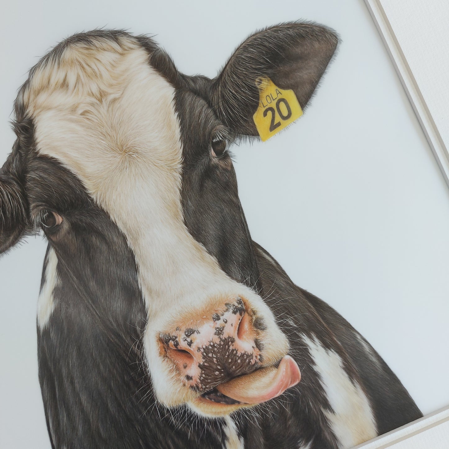 friesian dairy cow art. colour pencil drawing by joanne bowe nz artist