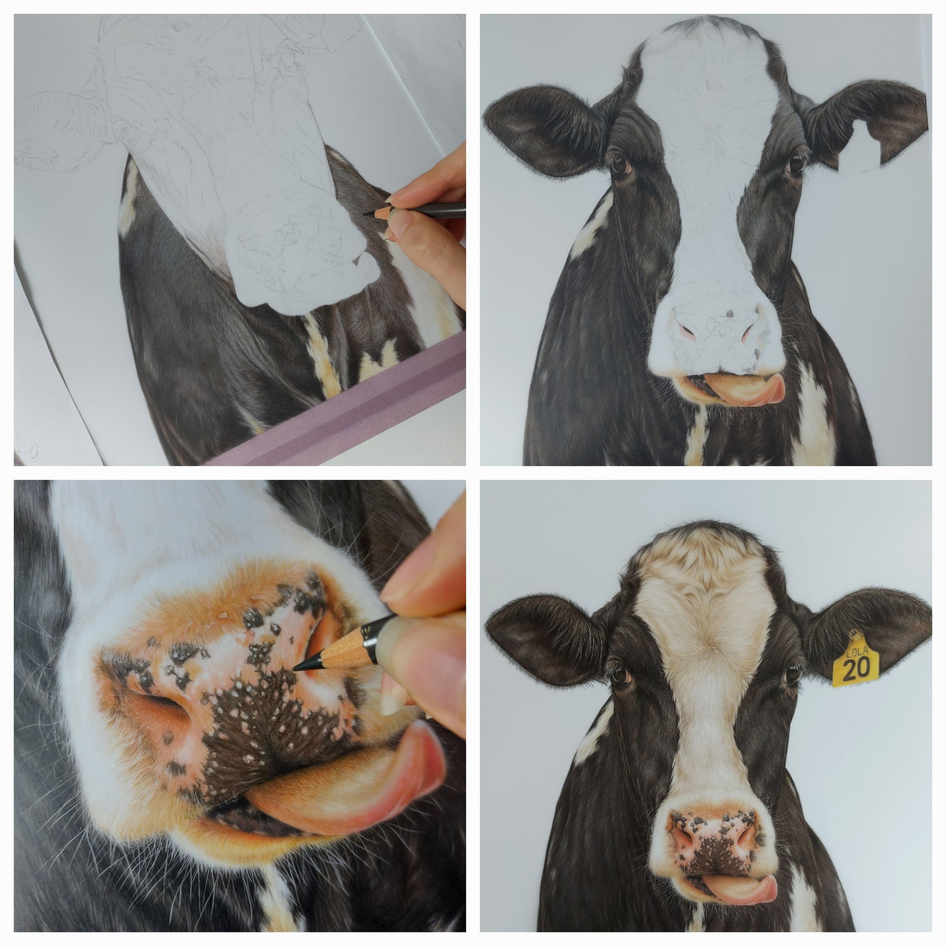friesian dairy cow art. rural new zealand artwork