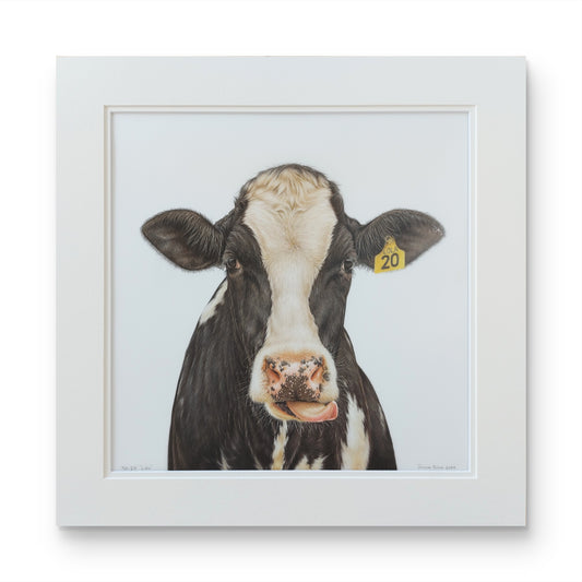 friesian cow art. colour pencil drawing by joanne bowe nz artist