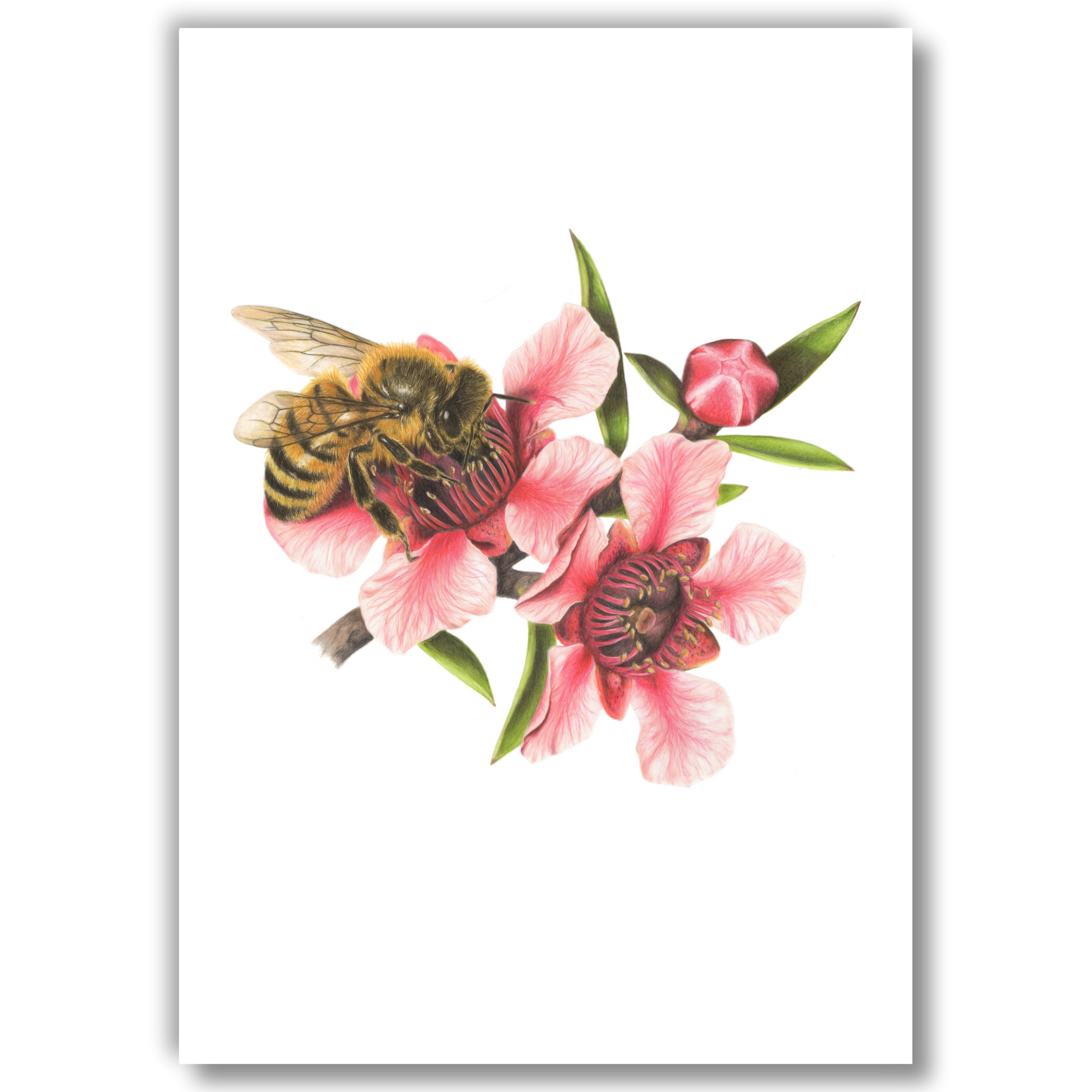 Open edition fine art print of a pink mānuka flower with a honey bee, reproduced from the original artwork by the artist.