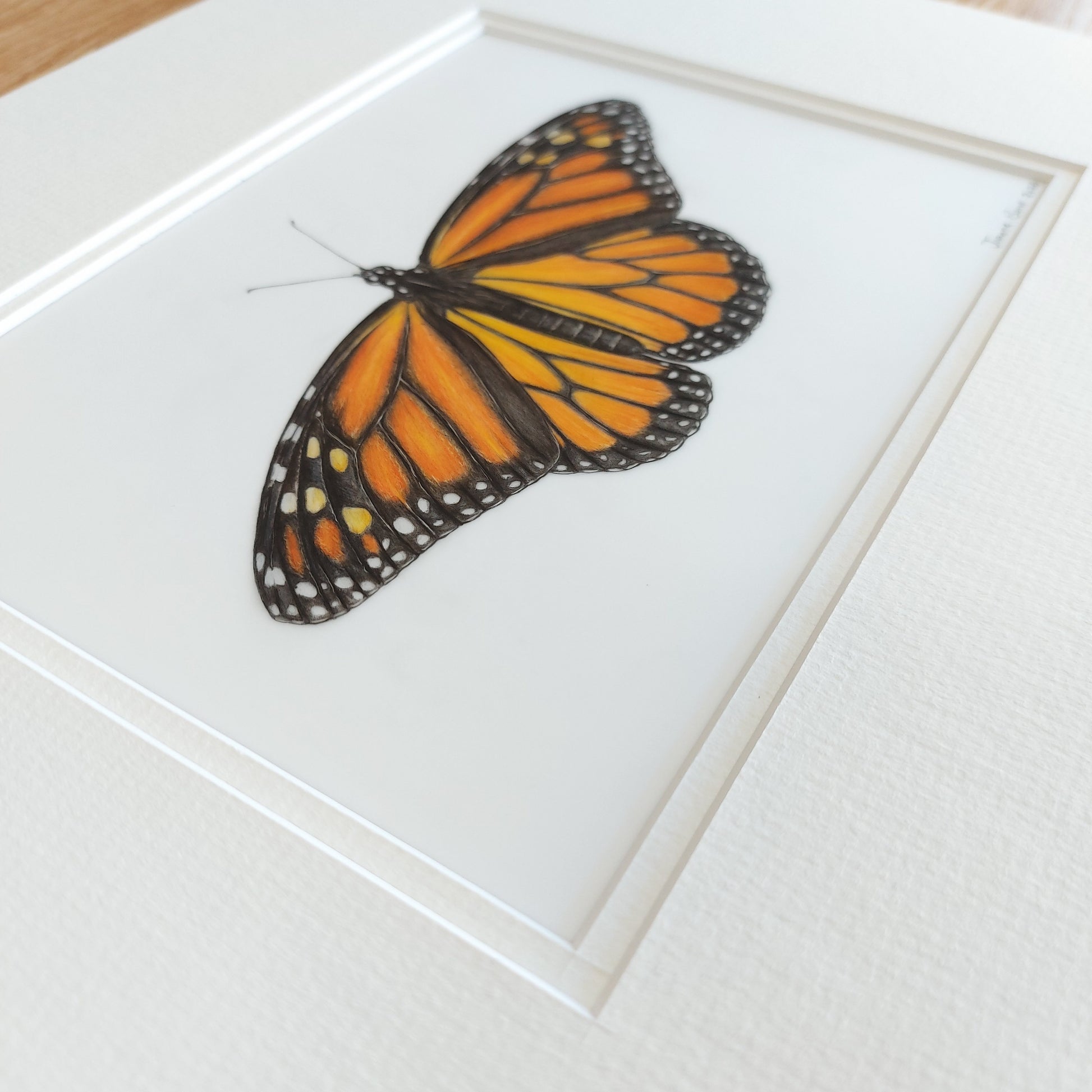monarch butterfly coloured pencil drawing angled view