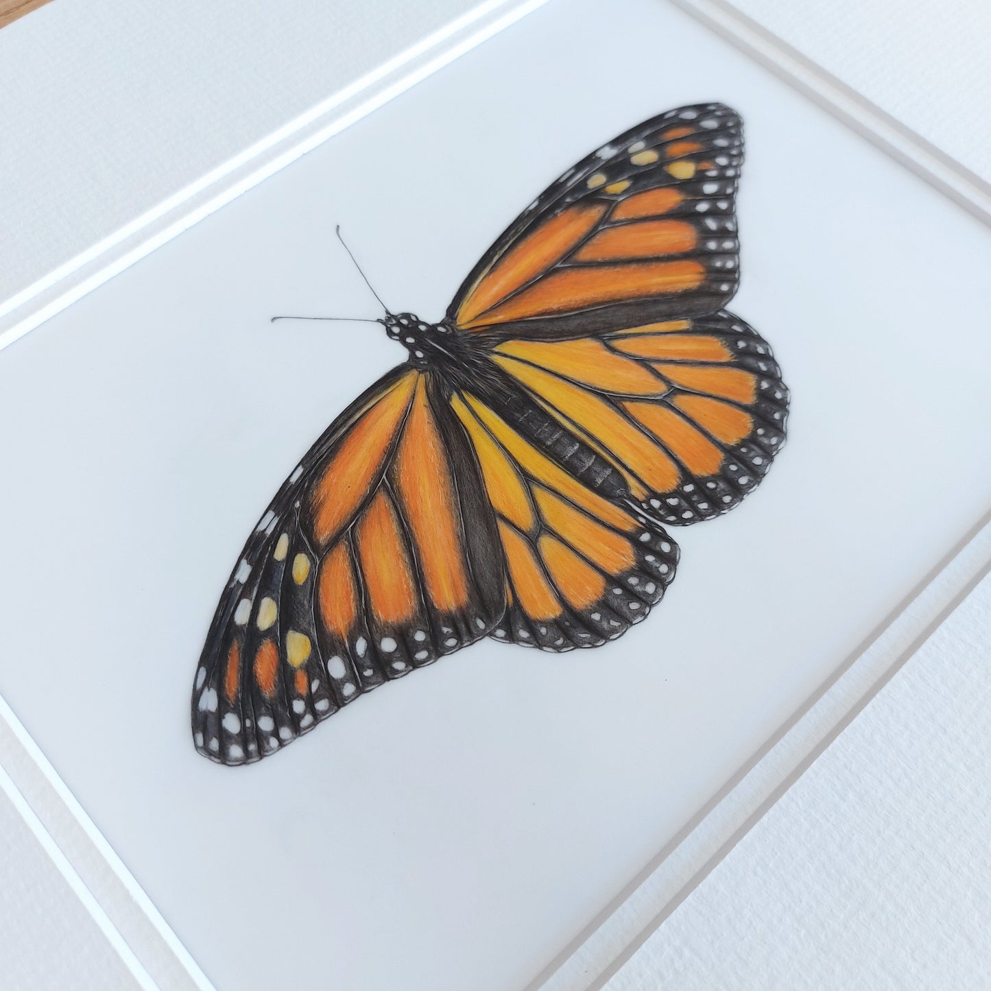 monarch butterfly close up view of coloured pencil drawing by joanne bowe