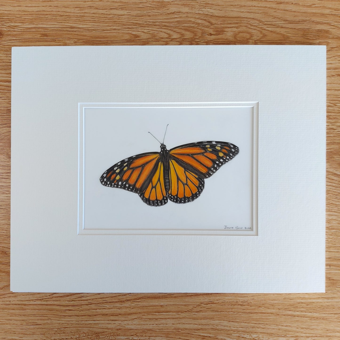 monarch butterfly coloured pencil drawing matted and ready to frame