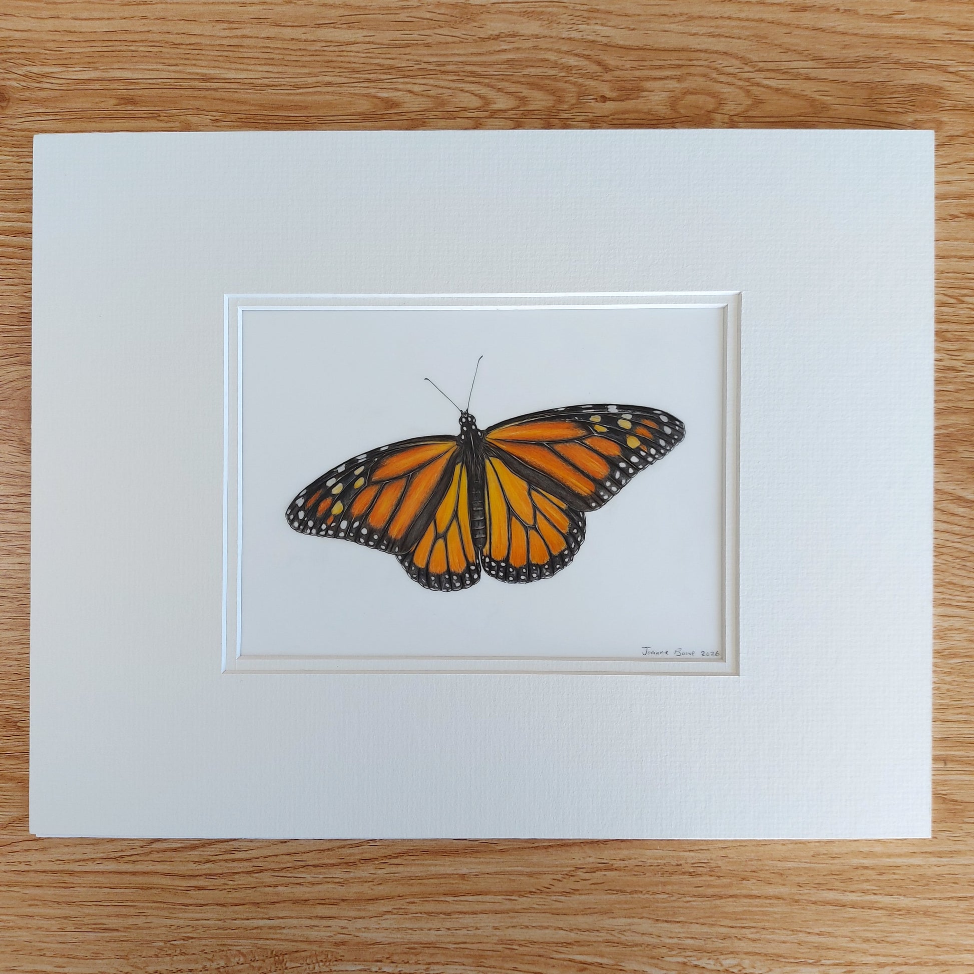 monarch butterfly coloured pencil drawing matted and ready to frame