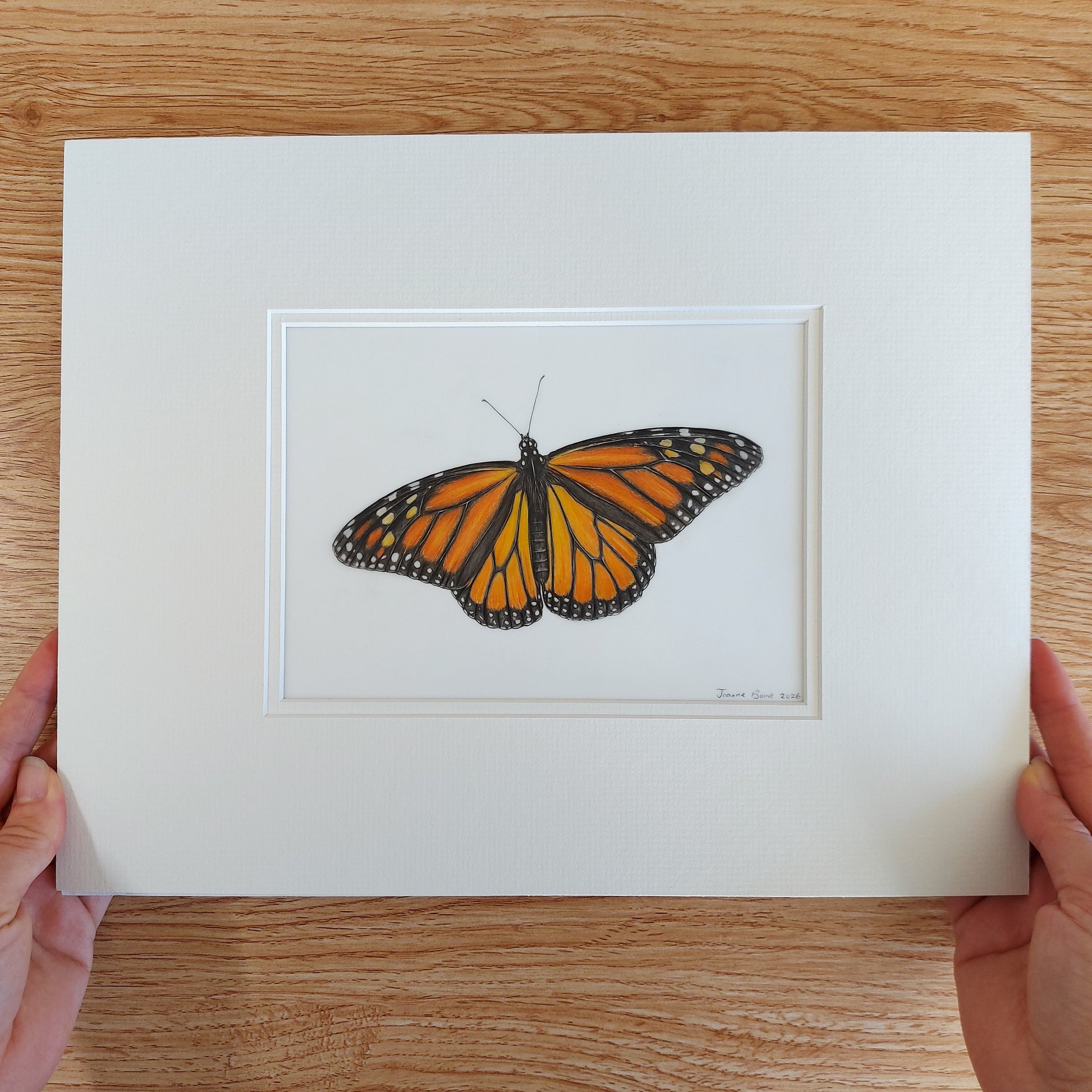 coloured pencil drawing of a monarch butterfly by joanne bowe