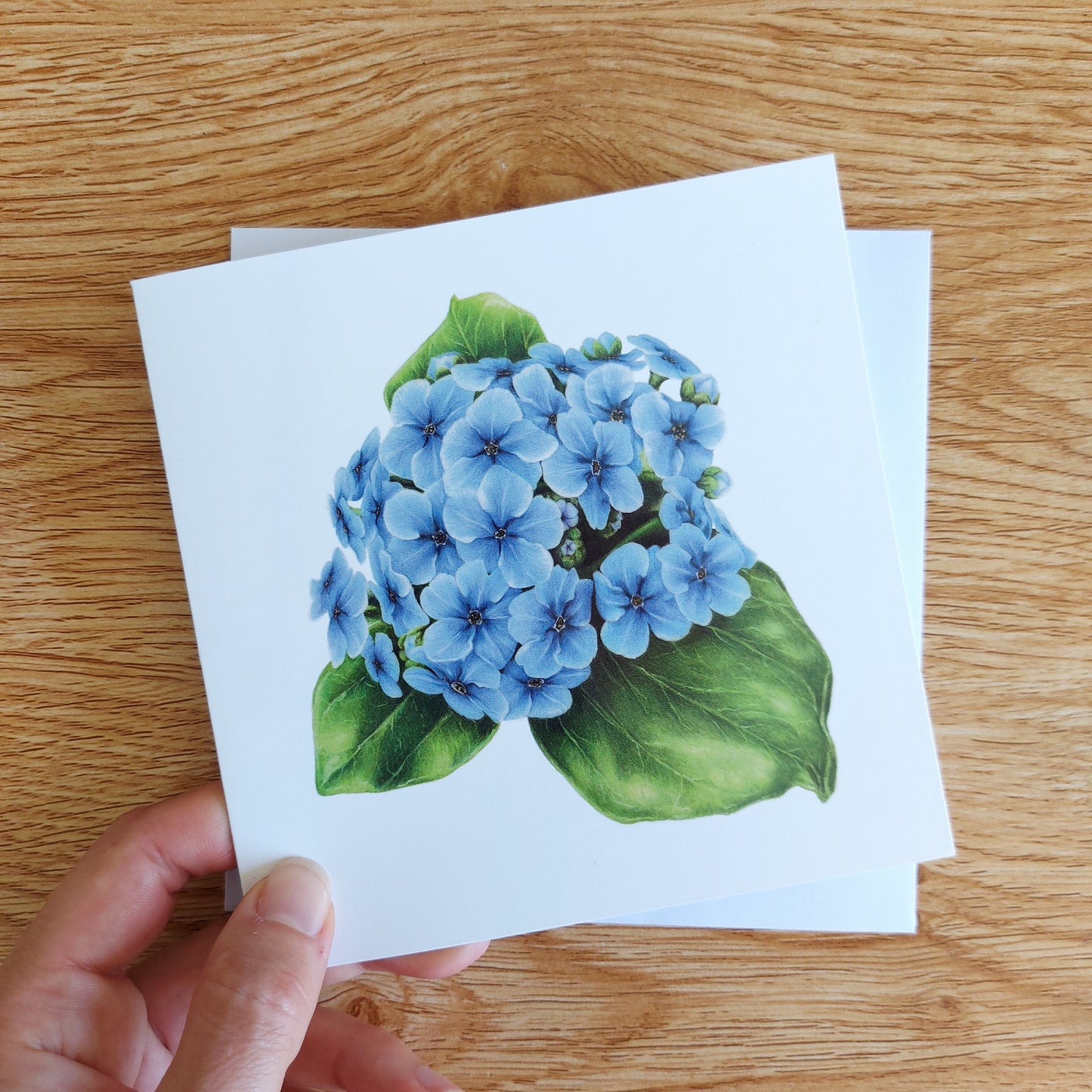 Greeting card featuring a coloured pencil illustration of a New Zealand native chatham island forget-me-not flower