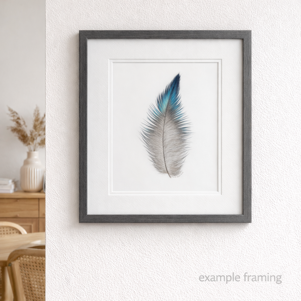 Original coloured pencil drawing of a blue iridescent New Zealand tui feather set in an interior setting