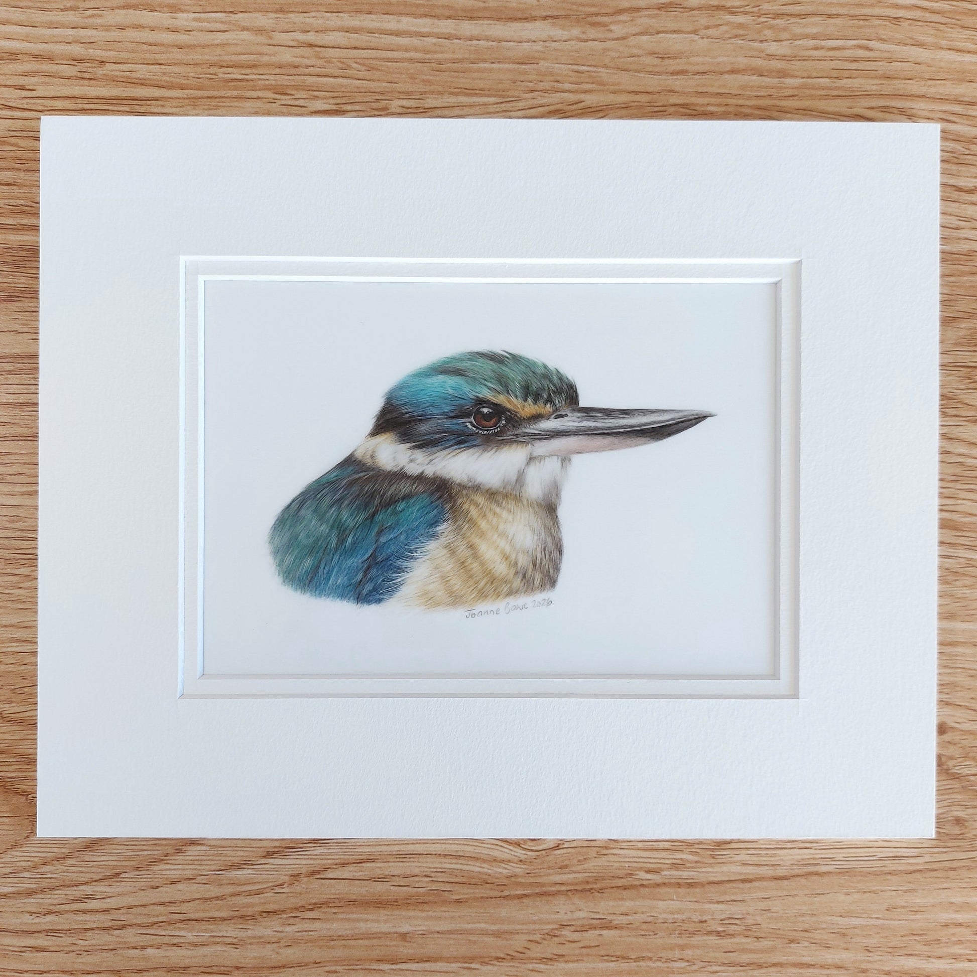drawing of a kingfisher kotare by joanne bowe nz artist