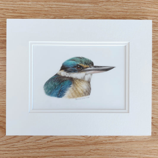 drawing of a kingfisher kotare by joanne bowe nz artist