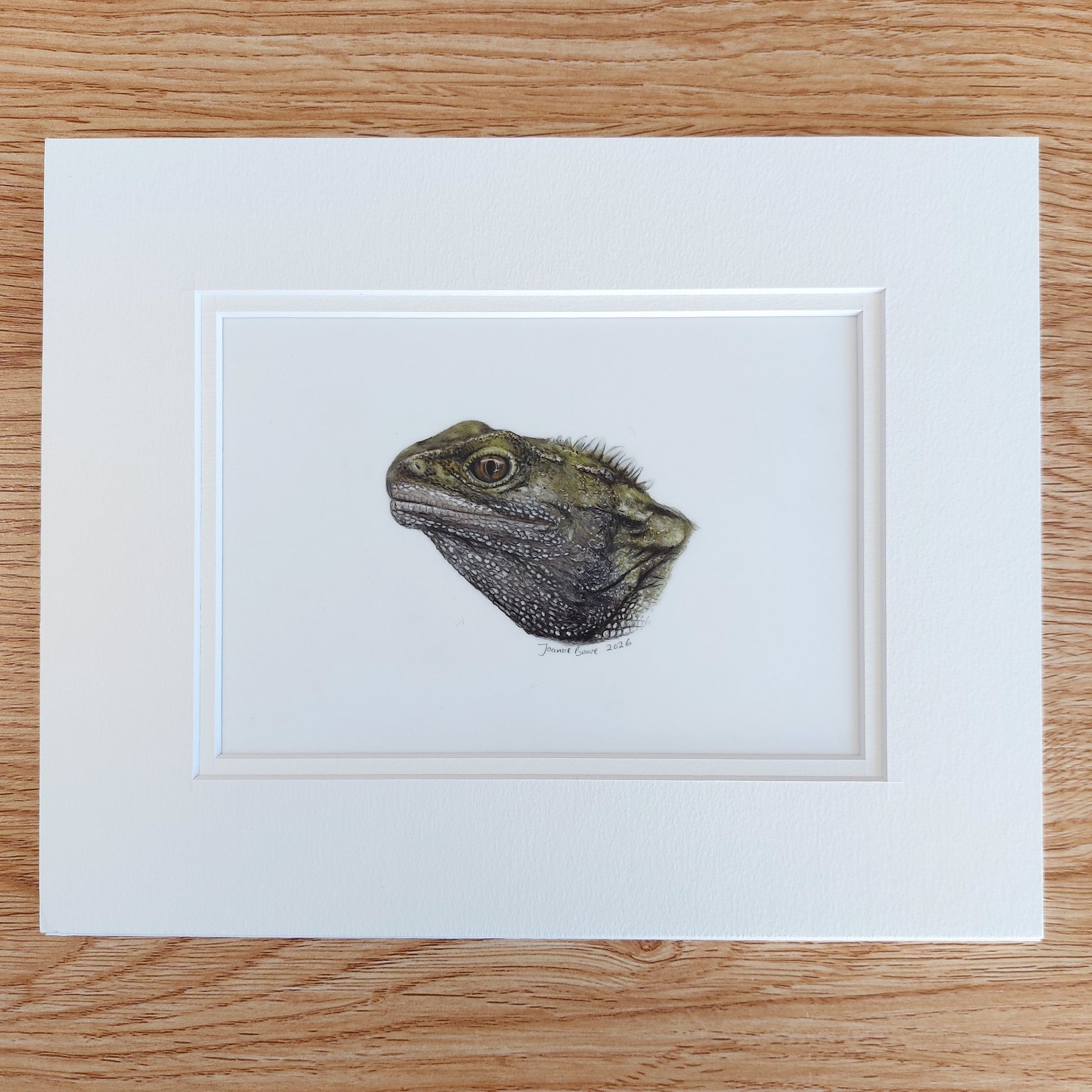 coloured pencil drawing of a new zealand tuatara by joanne bowe
