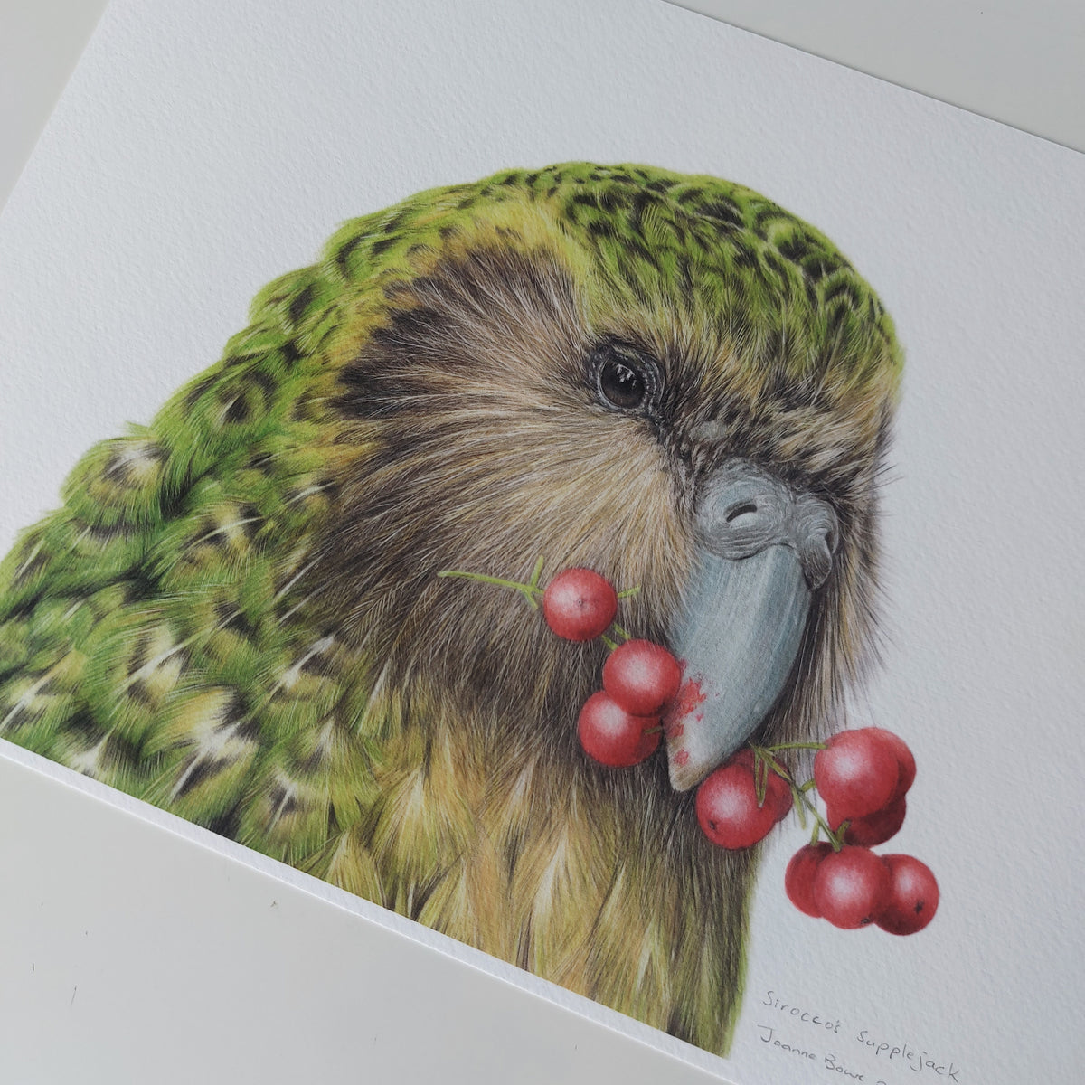 Close-up of NZ kakapo bird art in coloured pencil showing fine detail and realistic feather texture