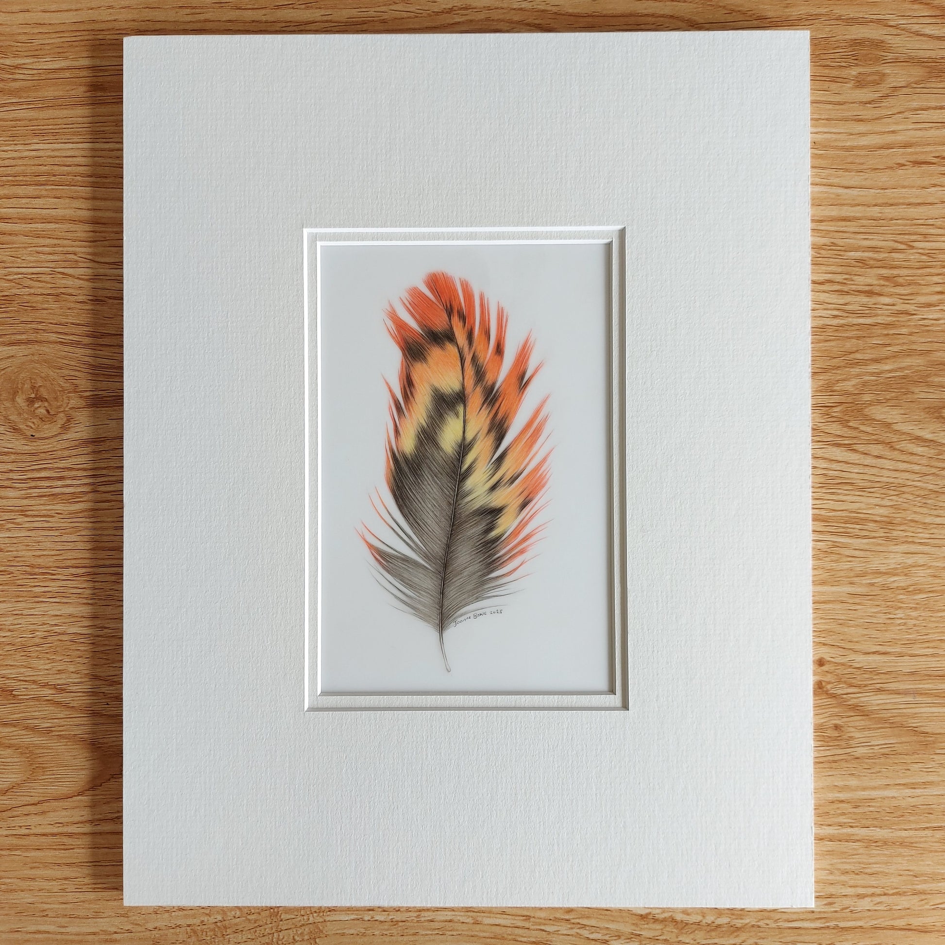 orange kaka feather drawing