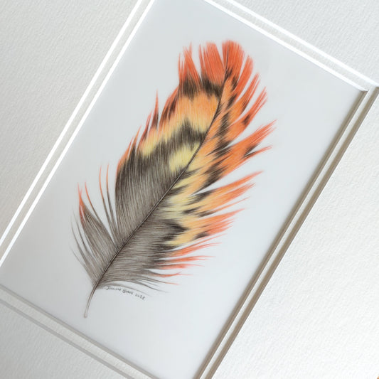 orange kaka feather drawing