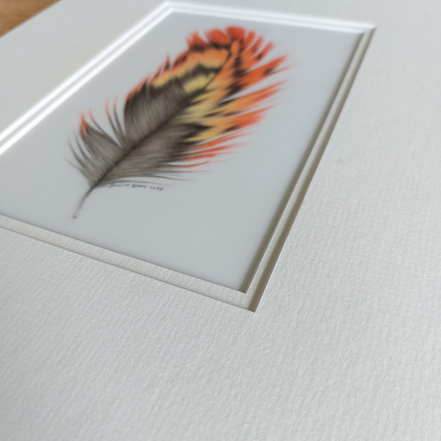 orange kaka feather drawing