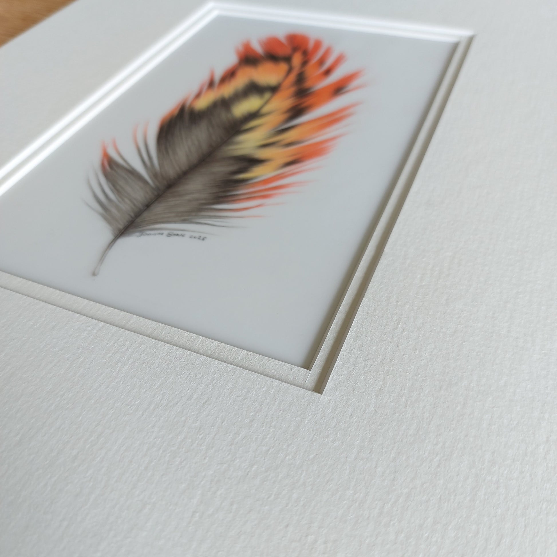 orange kaka feather drawing