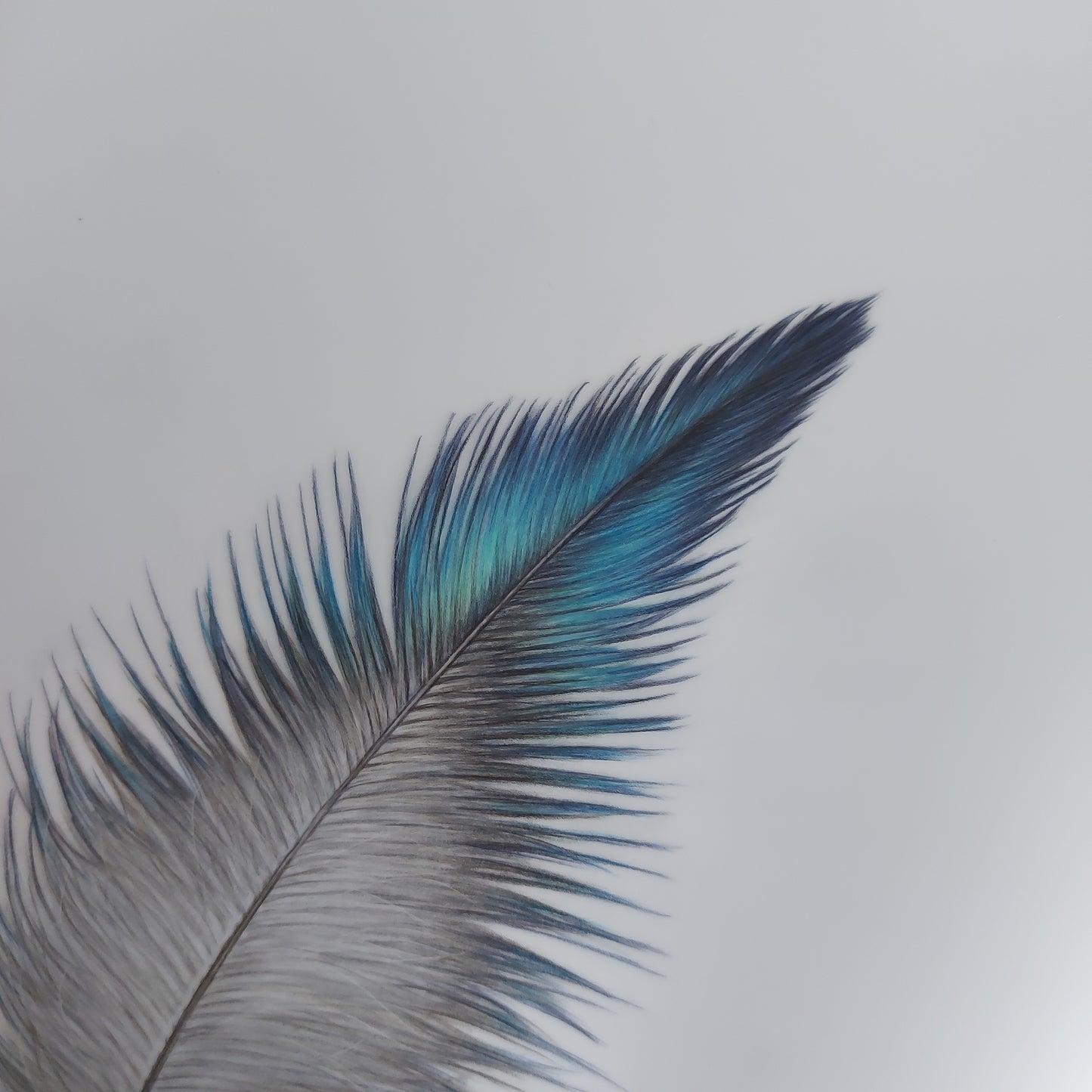 Close-up of the coloured pencil drawing show feather details