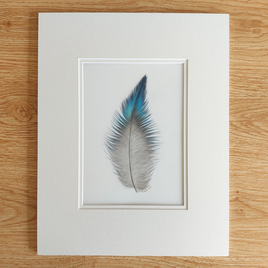 Original coloured pencil artwork of a tūī feather, showing soft texture and subtle tonal detail.