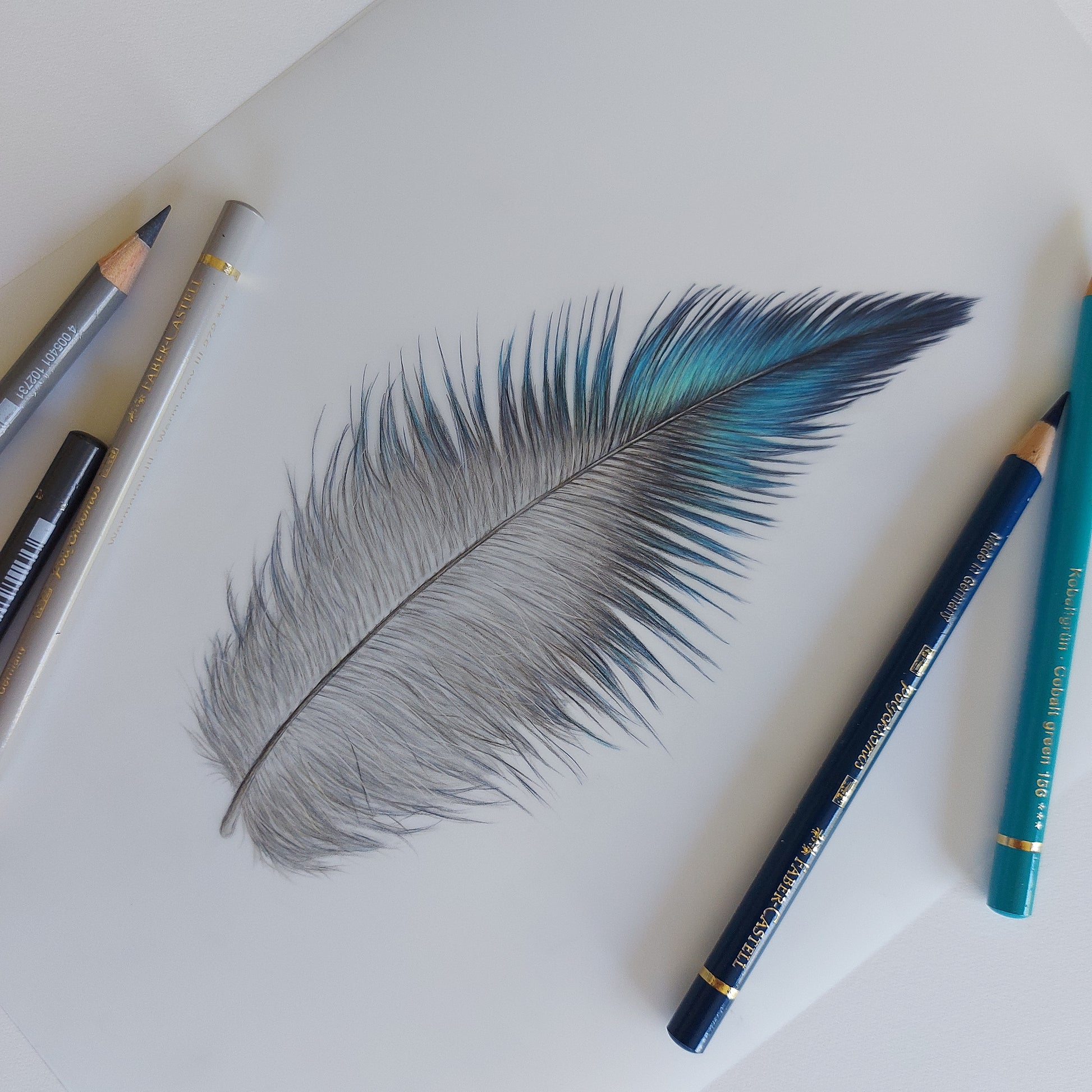 Close-up detail of the coloured pencil drawing, showing the fine structure of the tūī feather.