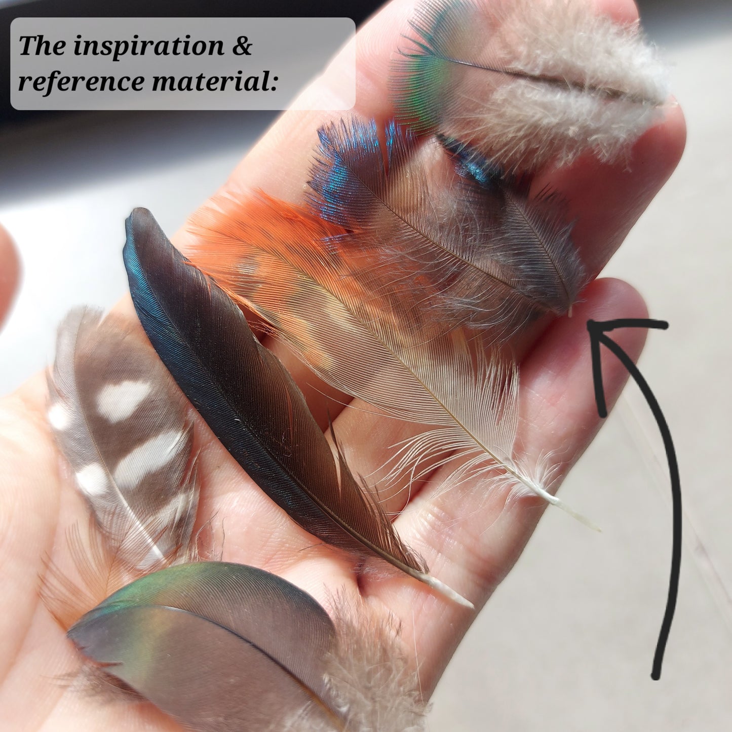 photo of bird feathers used as artwork reference