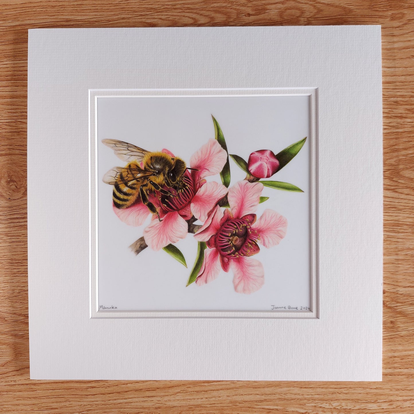 manuka flower original pencil drawing by Joanne Bowe