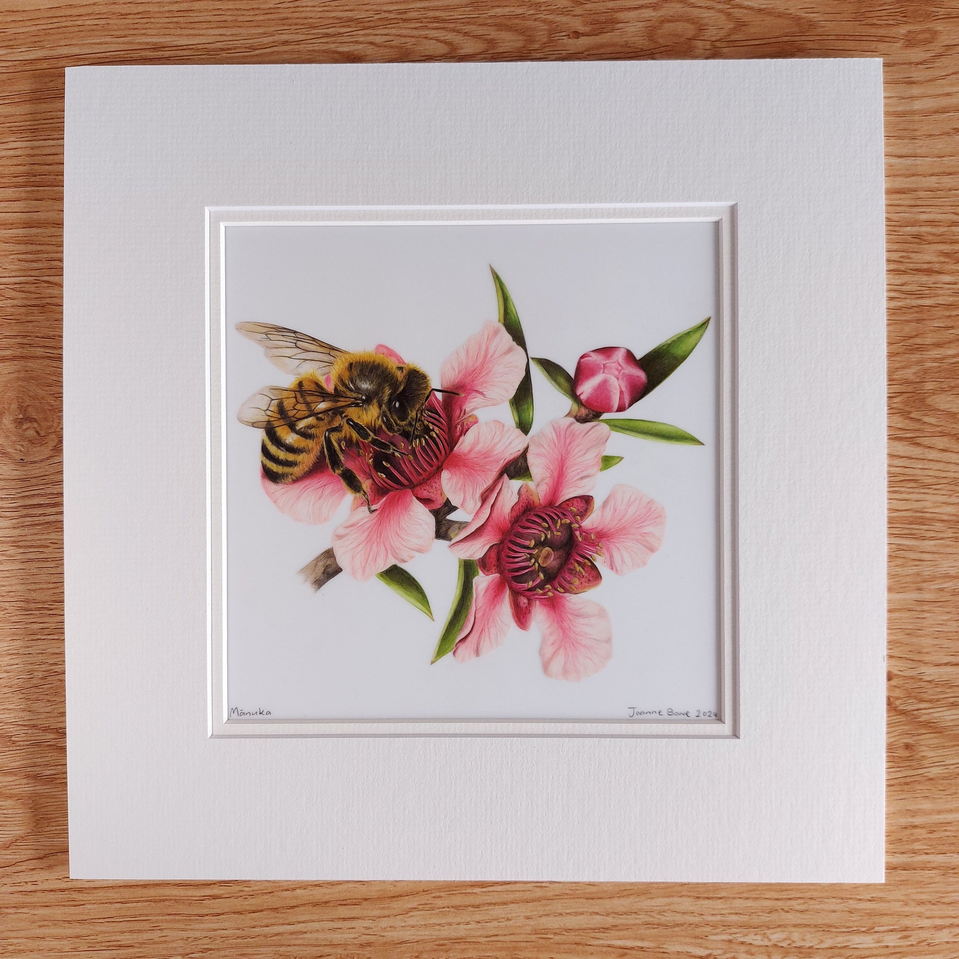 manuka flower original pencil drawing by Joanne Bowe