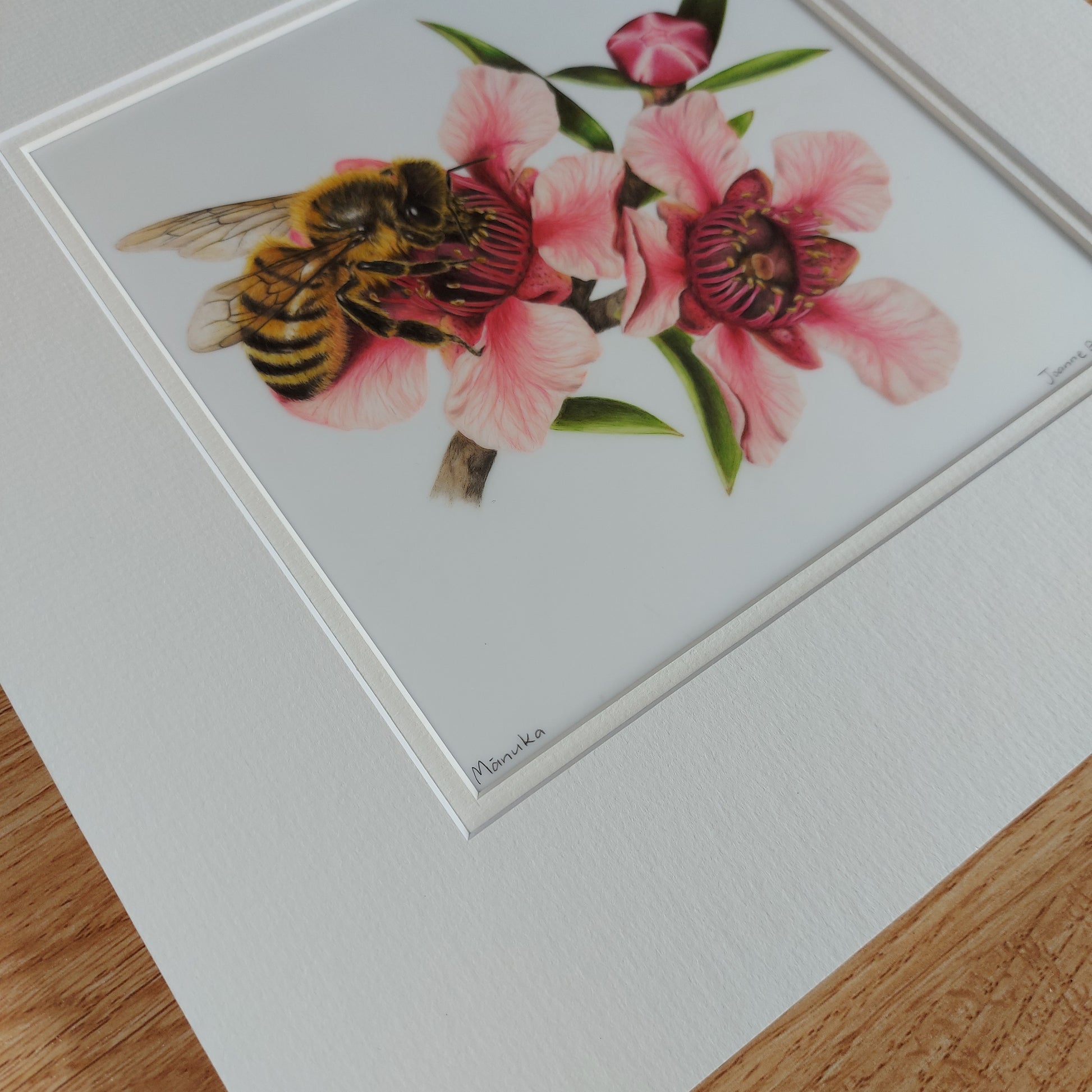 manuka flower original pencil drawing by Joanne Bowe