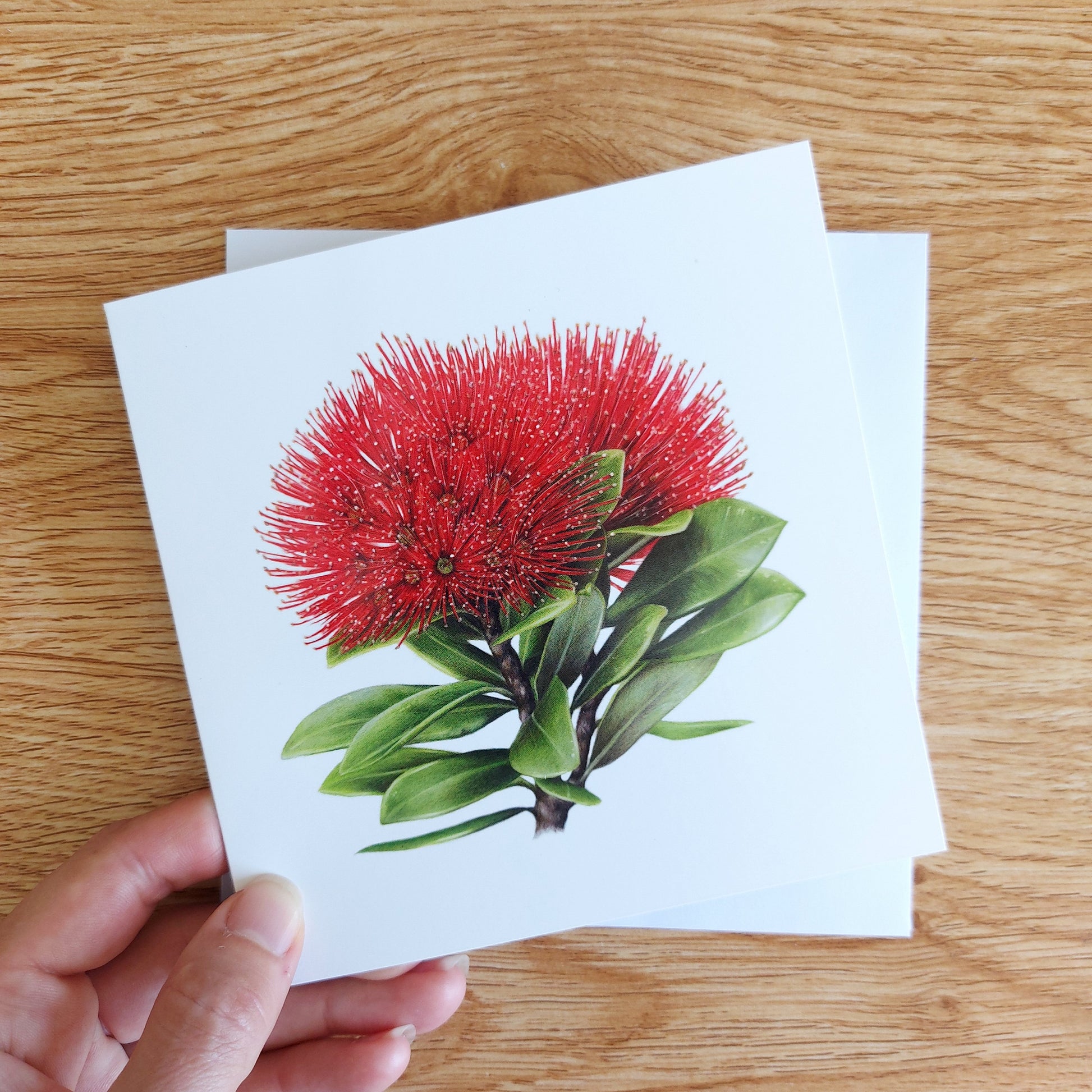 Greeting card featuring a coloured pencil illustration of a New Zealand pohutukawa flower