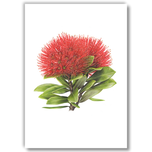 Open edition fine art print of a pōhutukawa tree in bloom, reproduced from an original coloured pencil drawing.