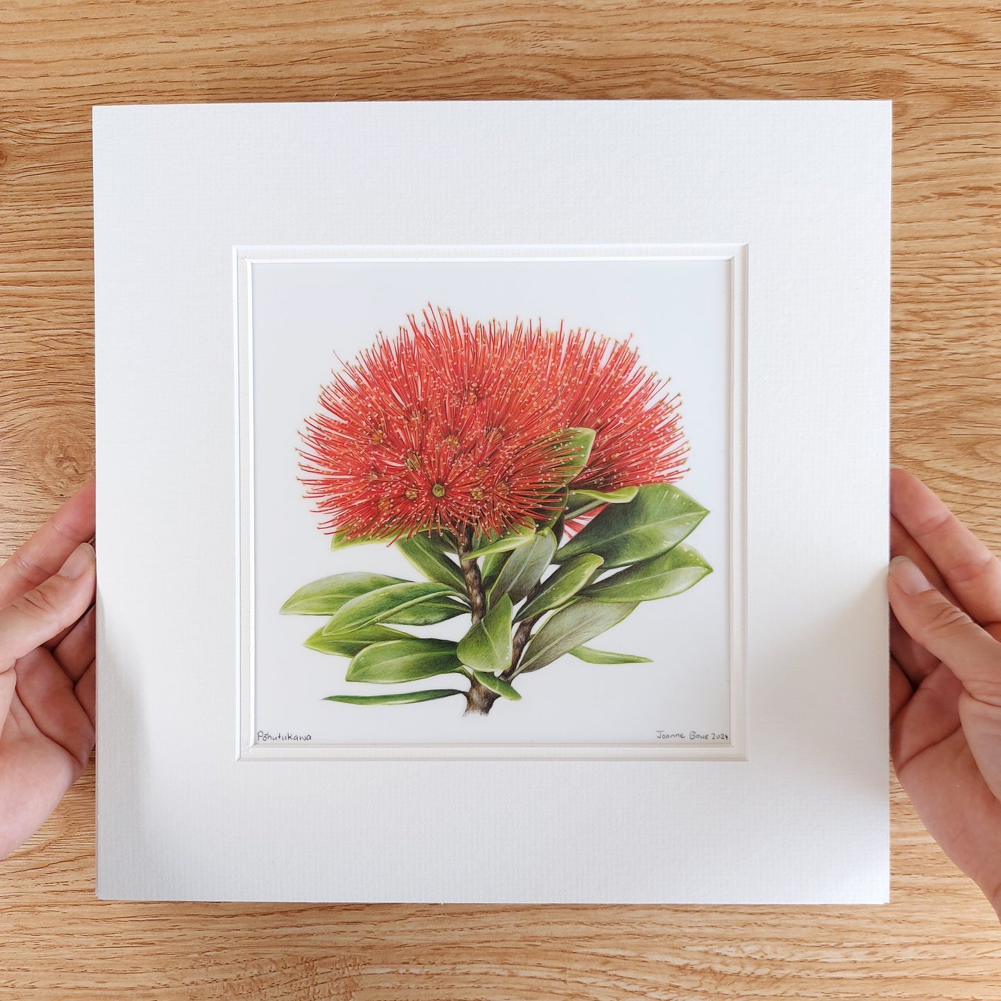 pohutukawa art flower original pencil drawing by Joanne Bowe
